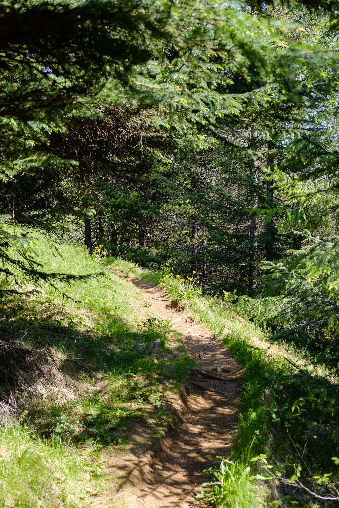 Now in the forest, we are surrounded by trees. There are dandelions growing by the path.