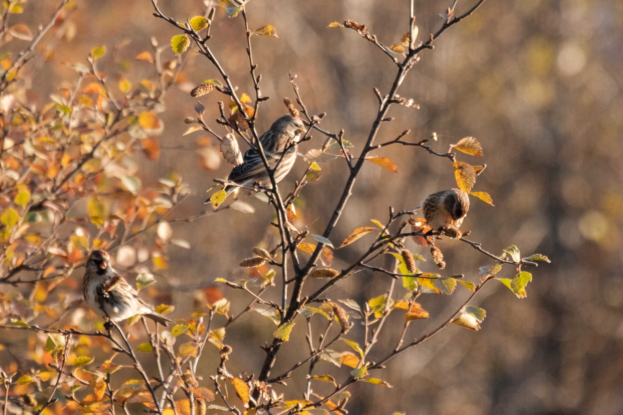 Three redpolls breakfast in a birch tree.