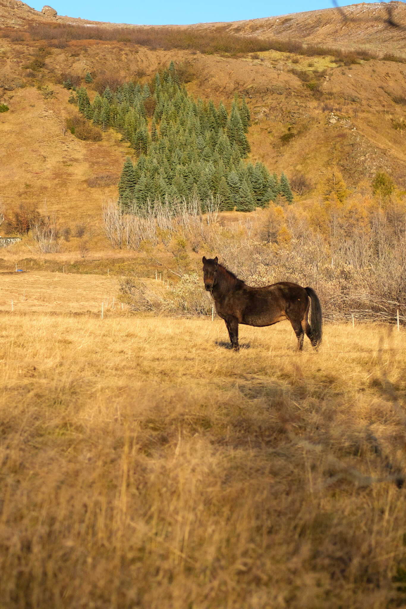 An Icelandic horse stand in field, mildly curious about the photographer.