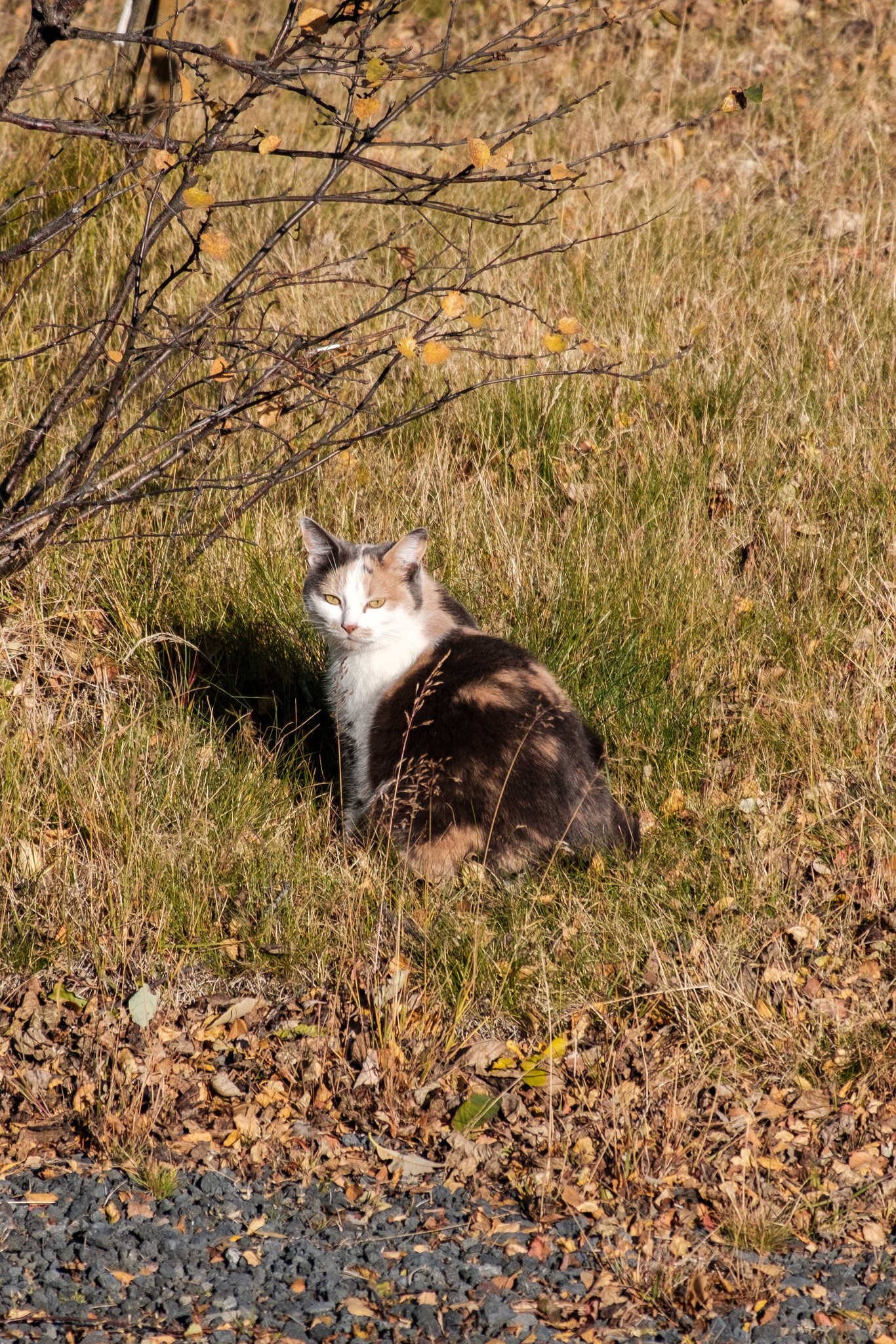 The cat I call Miss Sensible is a short-haired calico cat and in this photo she sits in autumn-themed grass while looking at the photographer