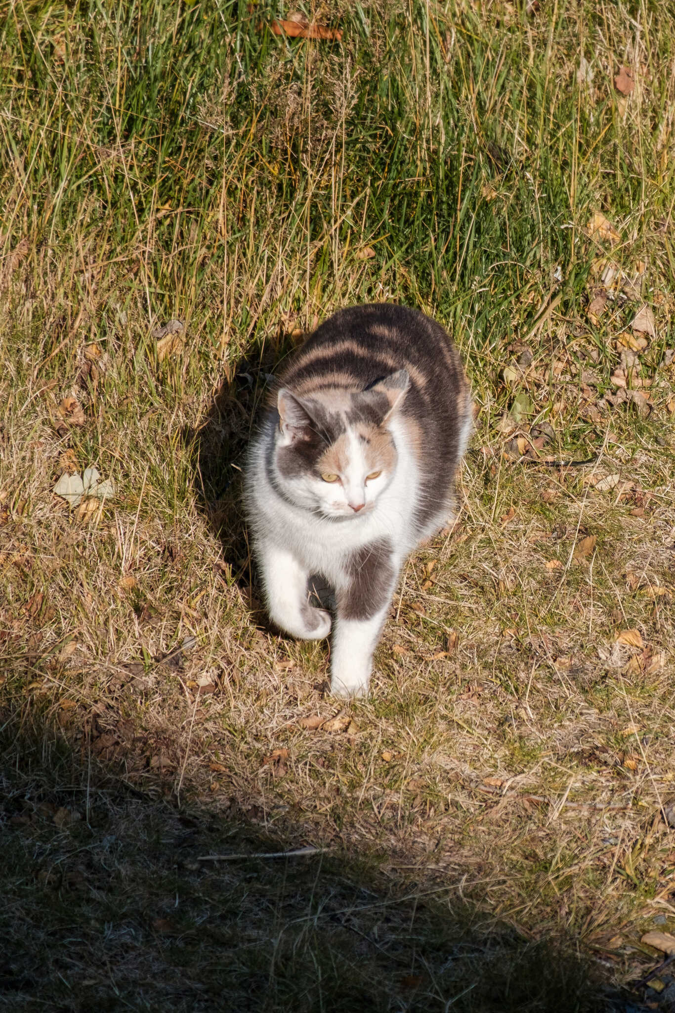 In this photo she is walking towards the shadow that the house is casting.