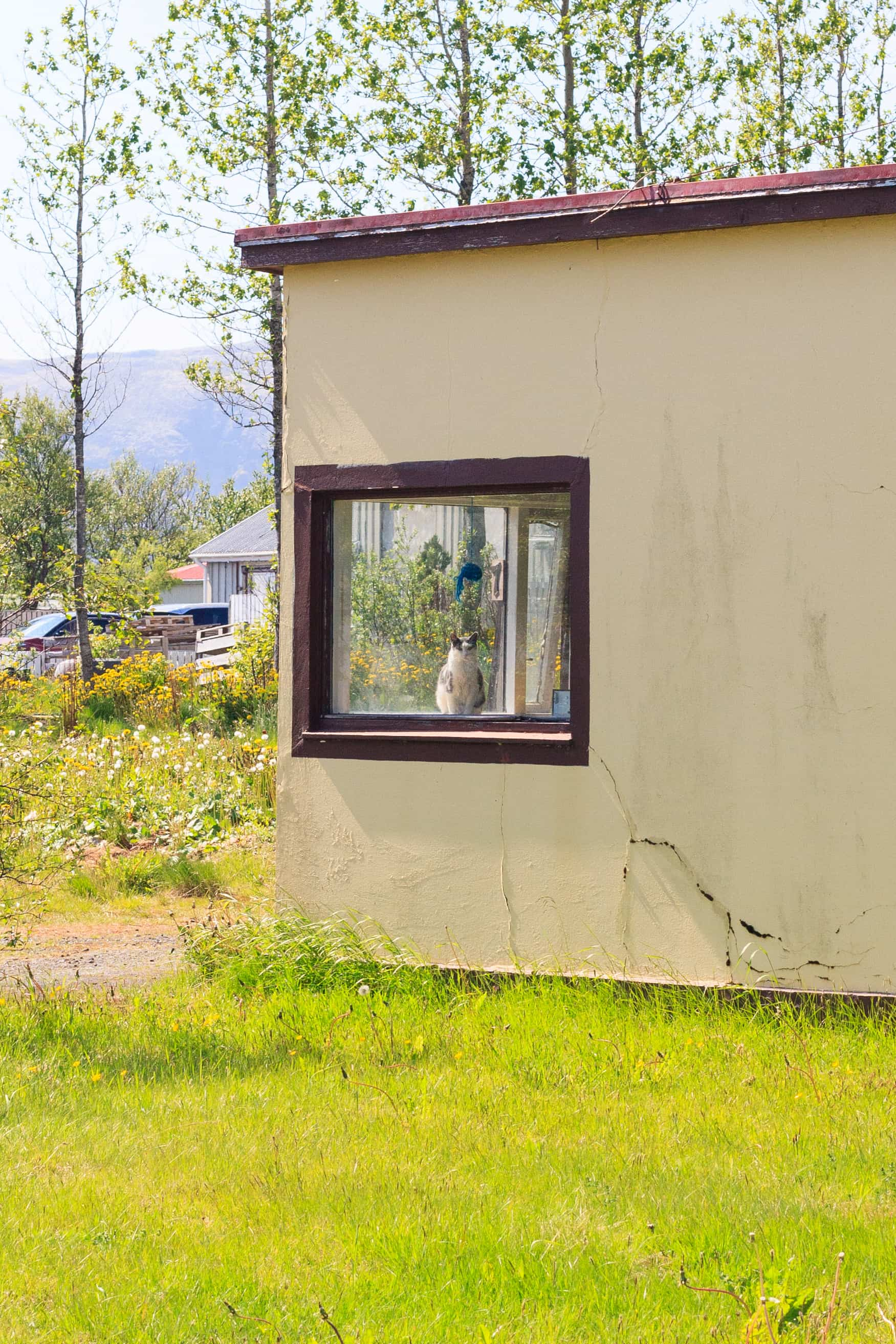 A photo of that cat shelter's current inhabitant who is staring out at the photographer