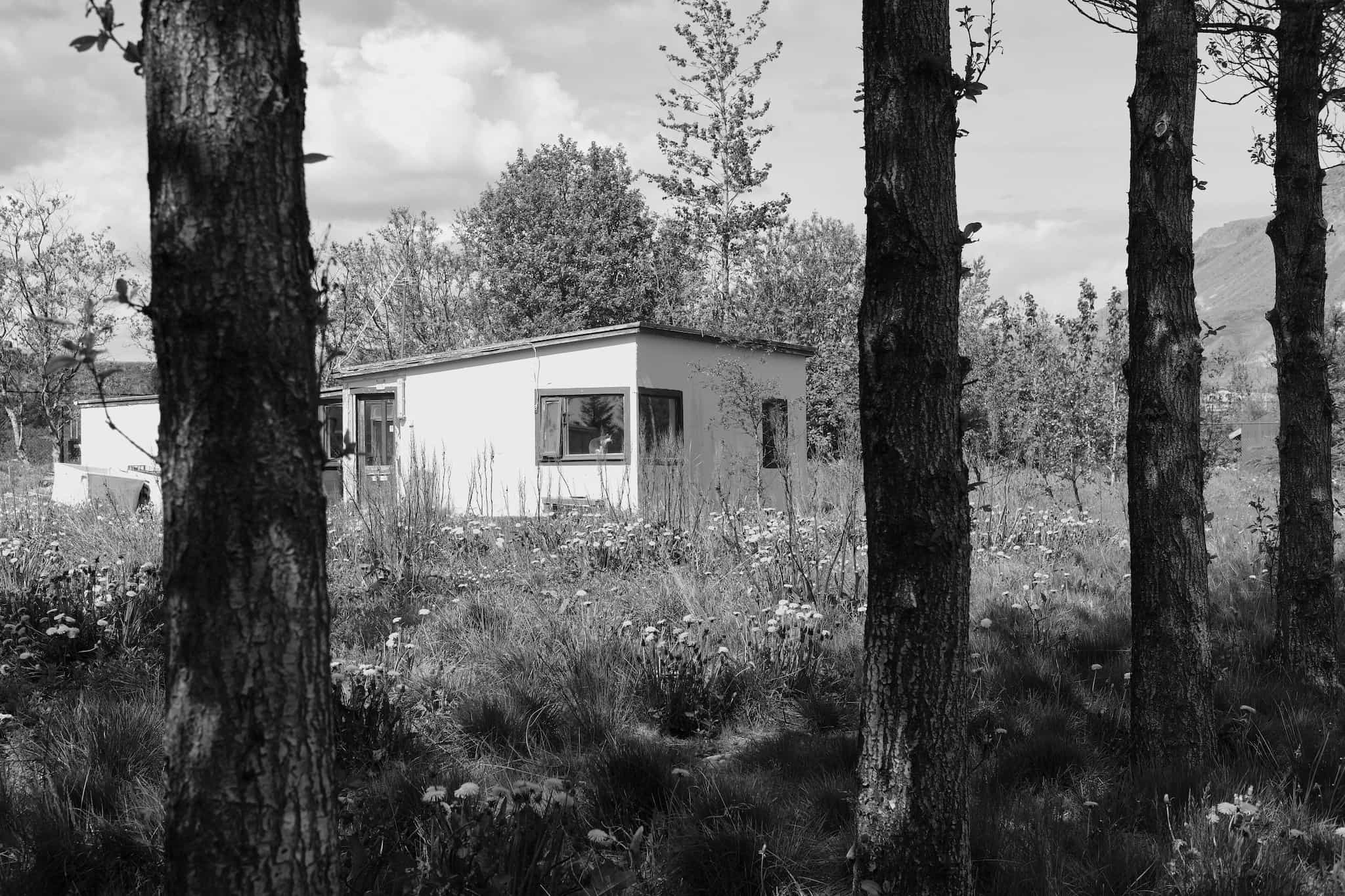 A black and white image of the cat shelter, a run-down small house surrounded by a field overgrown with wildflowers