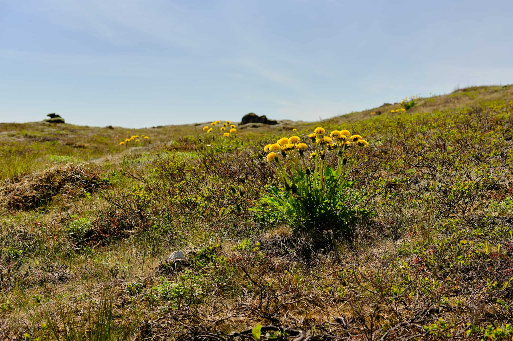 Dandelions growing in the lava field