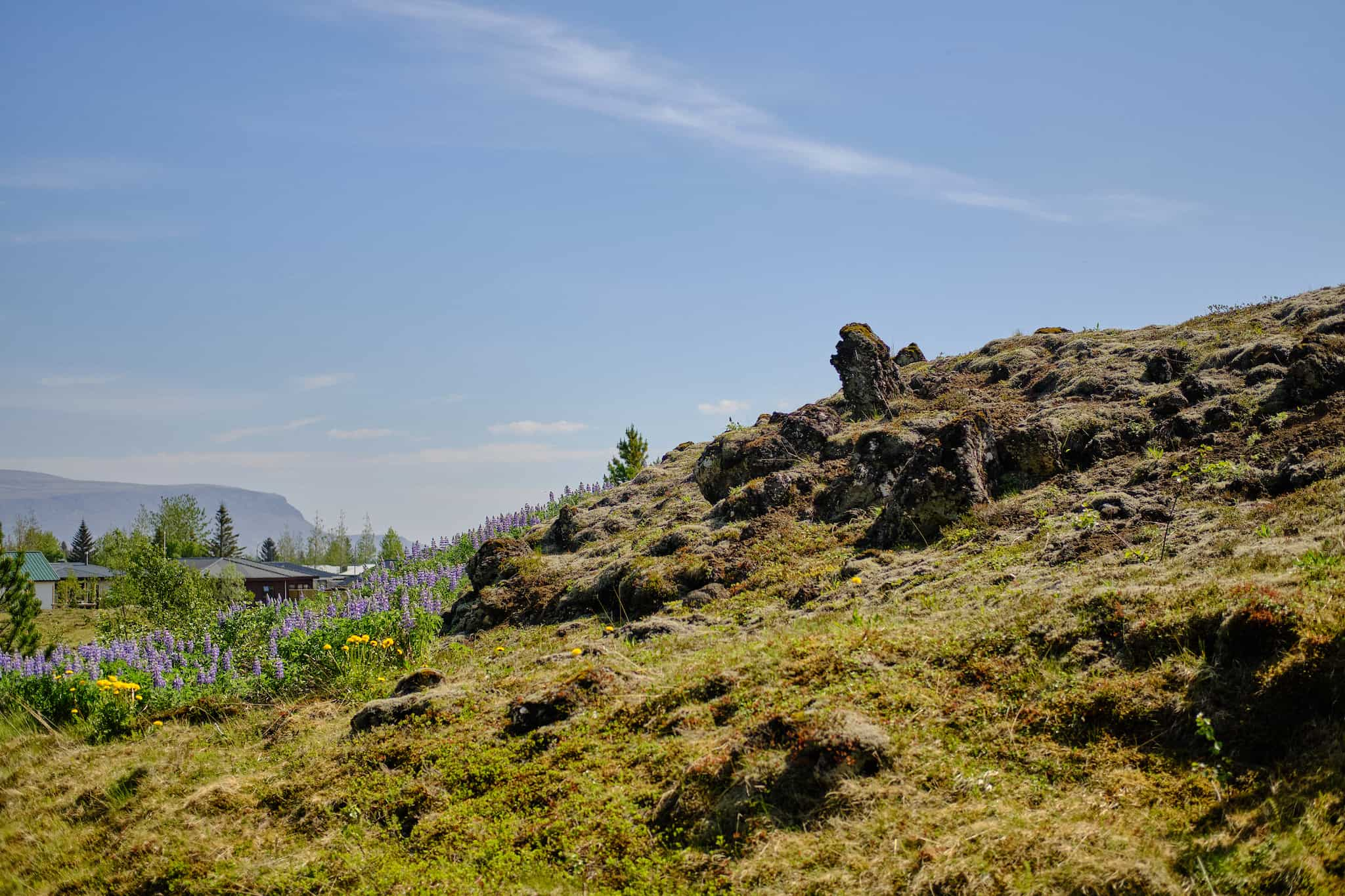 A view of the mossy lava field that is now overgrown.