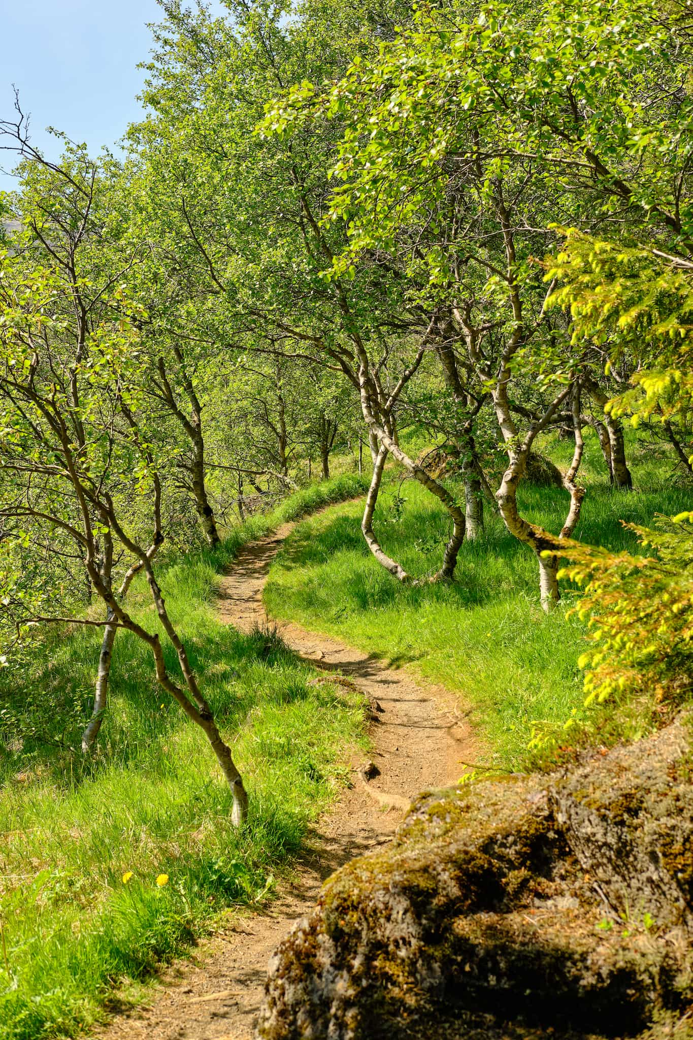 A winding path through the reforestation area