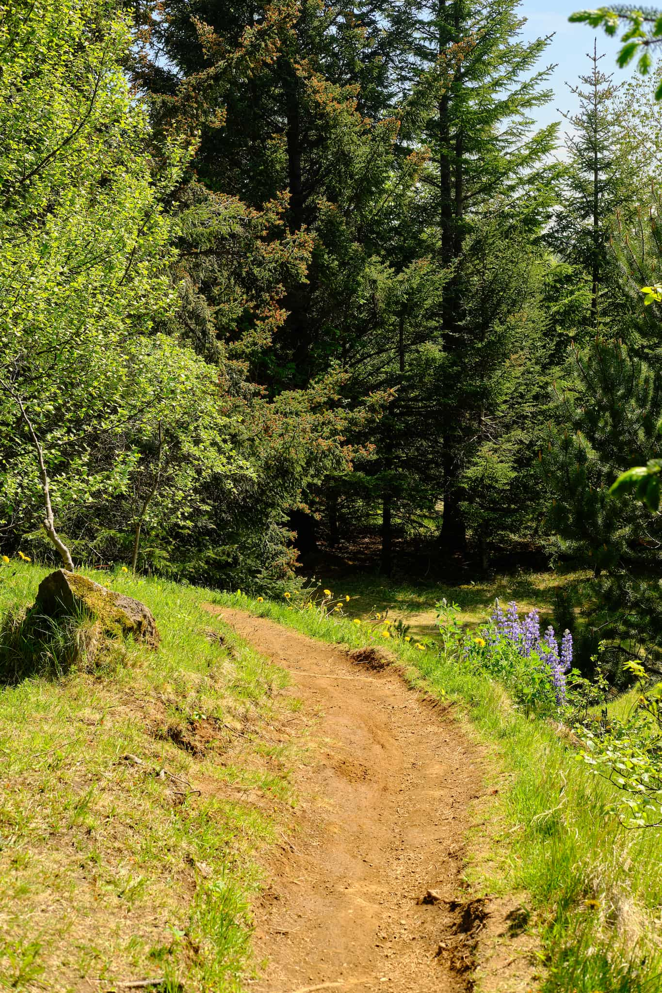 That same parth, further along. Trees to one side and lupine on the other.