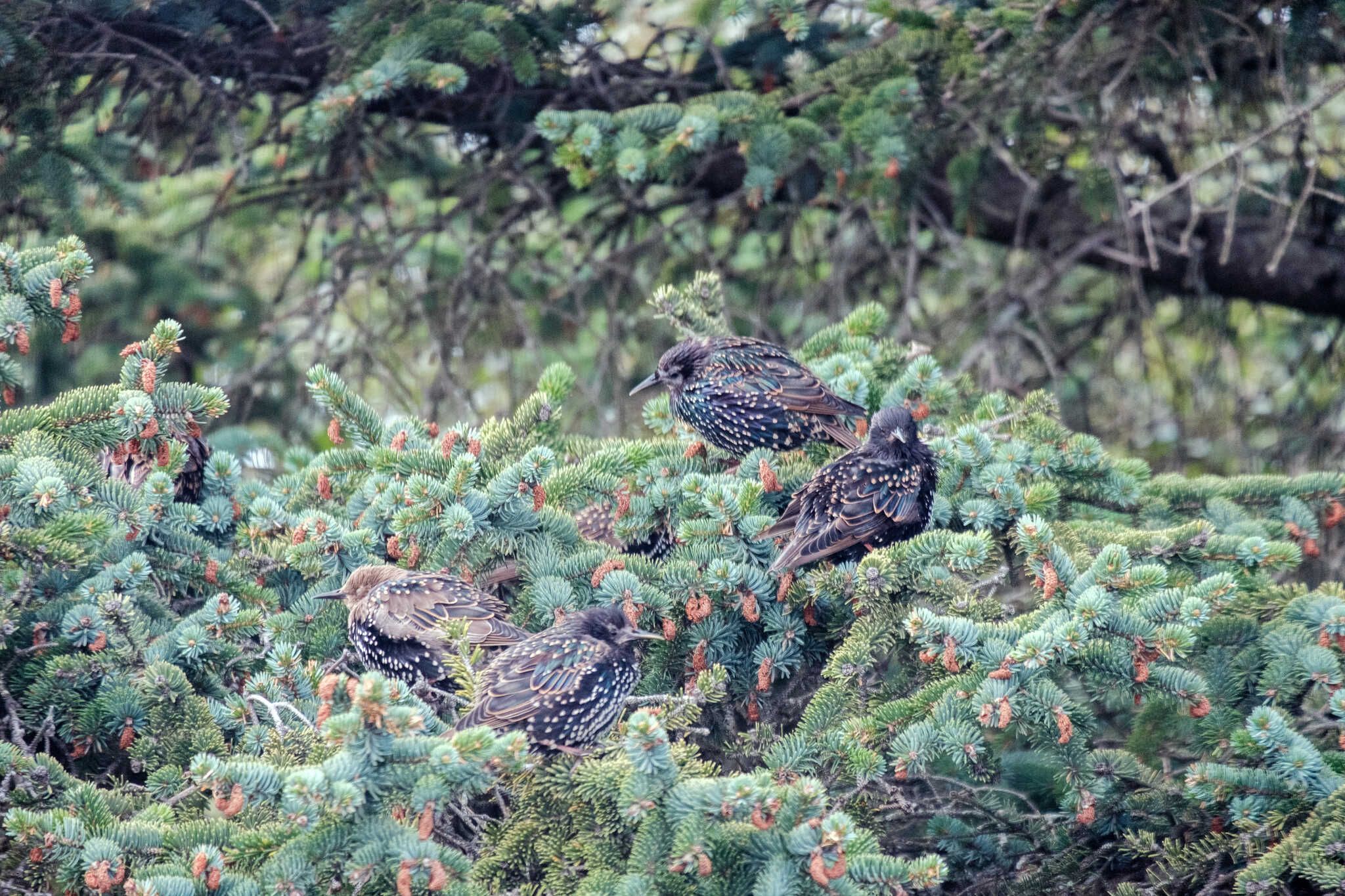 Four starlings perching on an evergreen tree. Fluffed up and staying put.