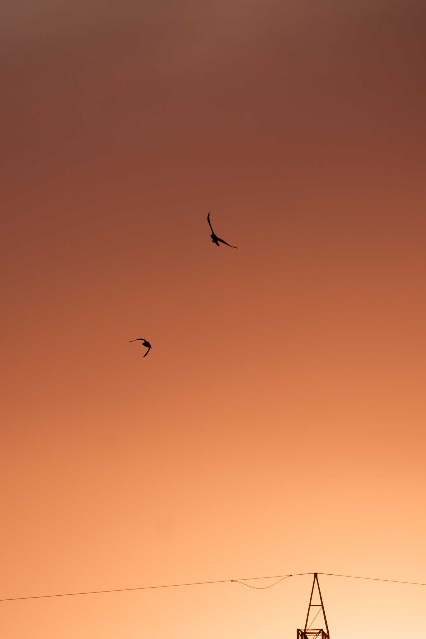 Two ravens flying over power lines while the sun is setting