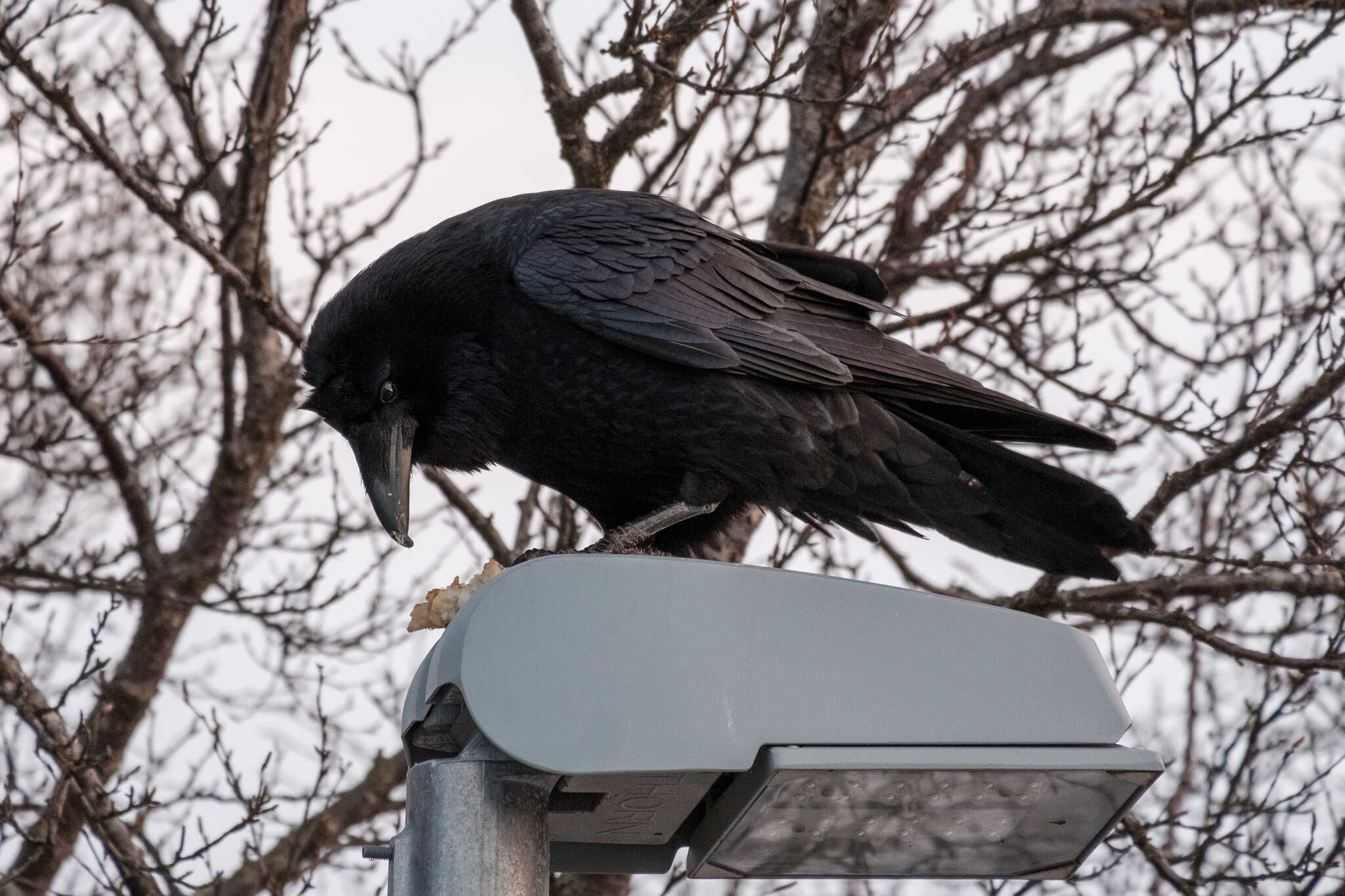 A raven perched on a streetlight eating some bread