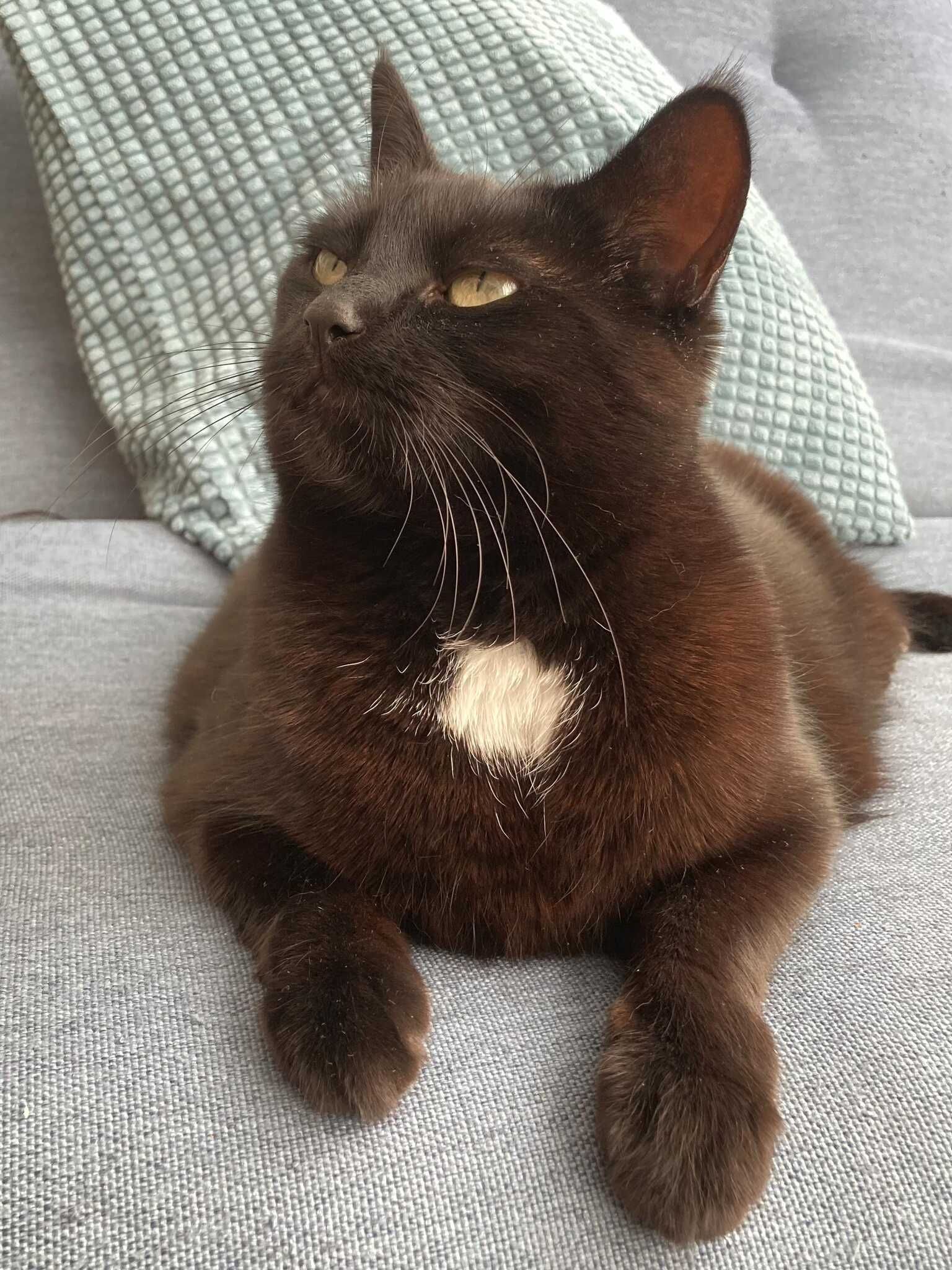 Kolka, relaxing on a sofa, looking up. Looking slightly brown.