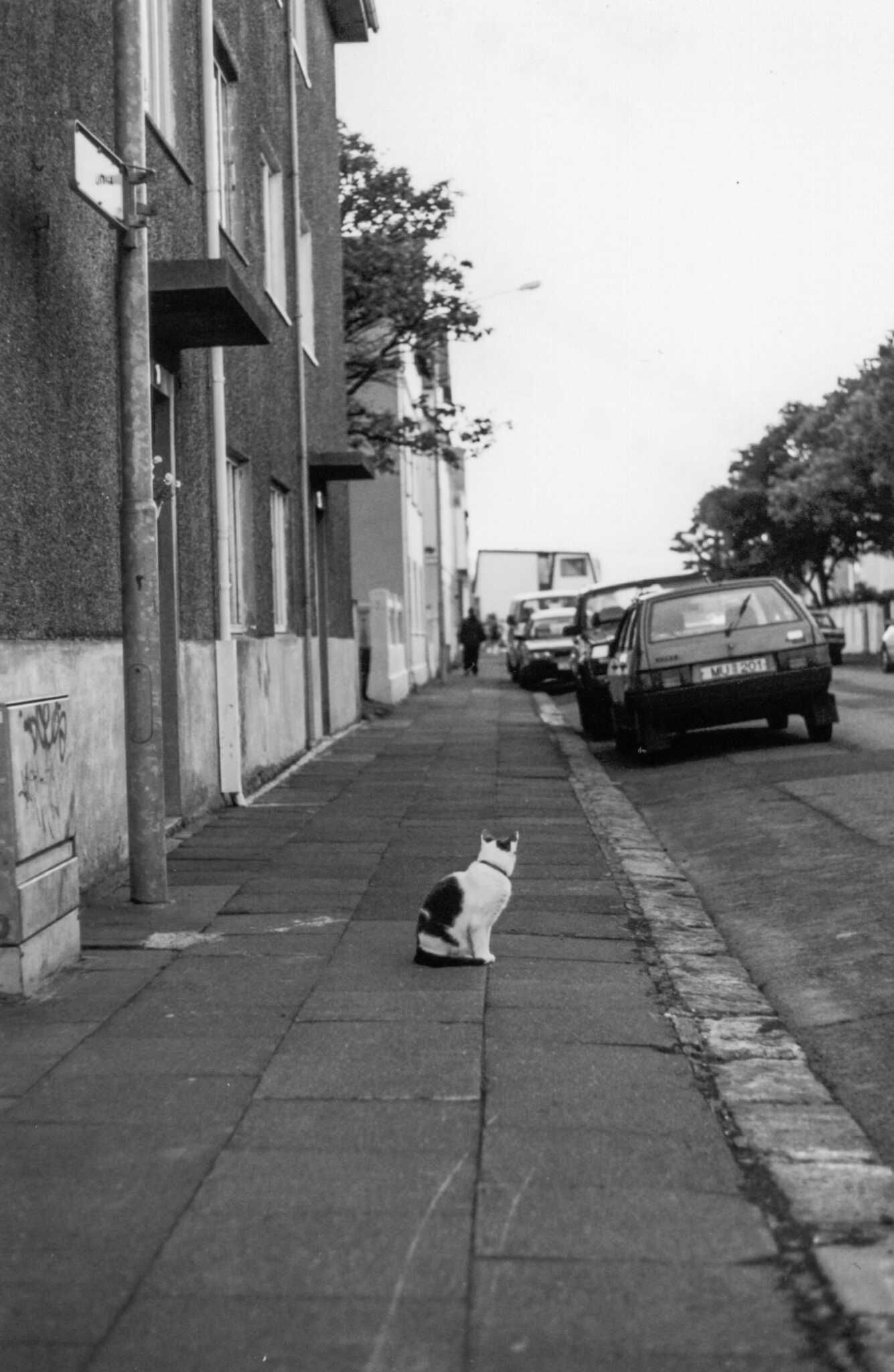 A black and white photo of a black and white cat sitting on a sidewalk, looking down the street