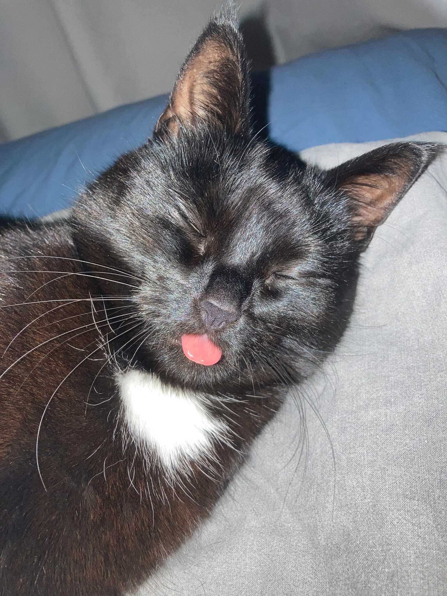 Kolka, that same black and white cat, blepping with her eyes closed