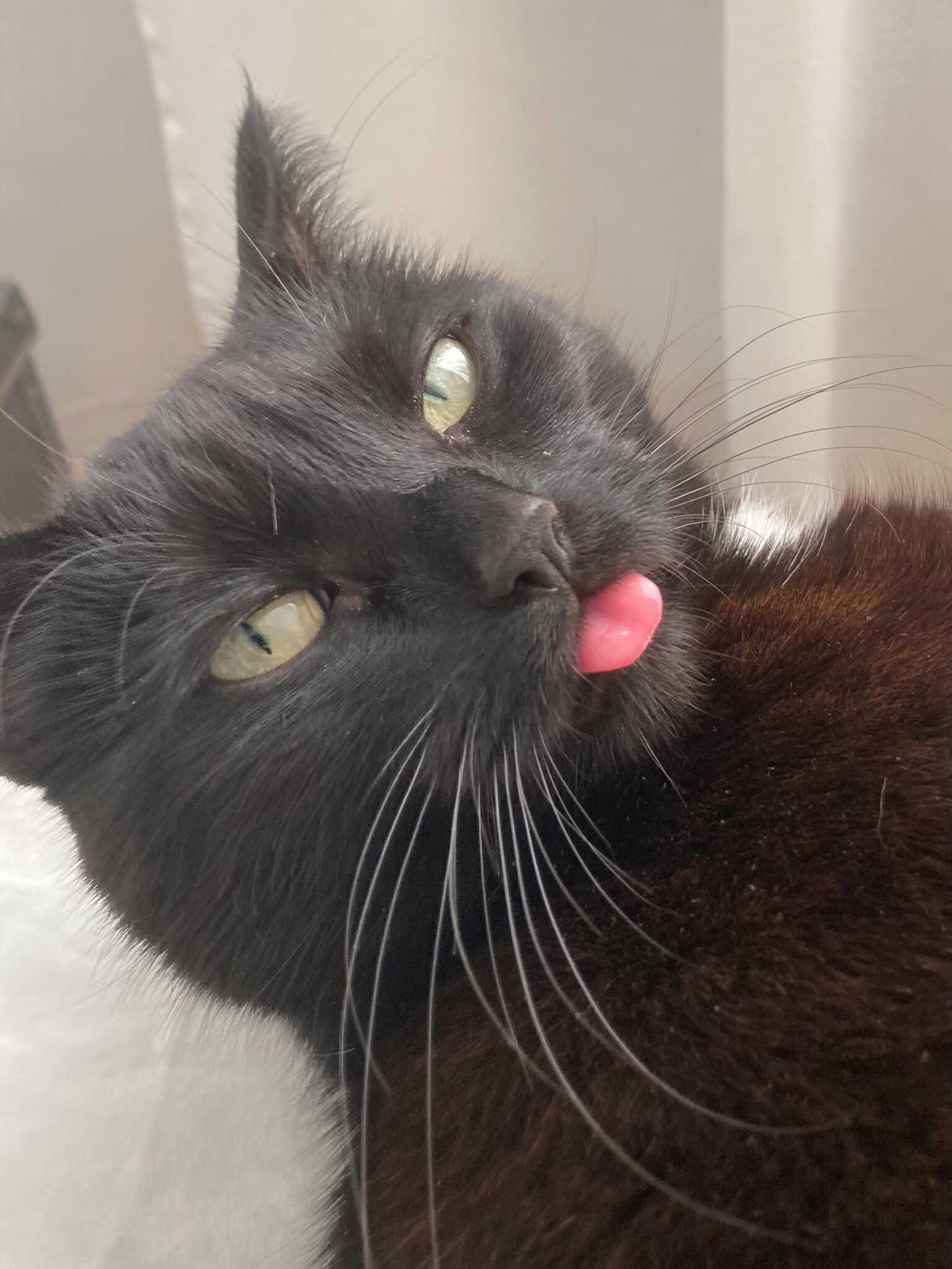 Kolka, a black and white cat, looking up at the photographer, blepping