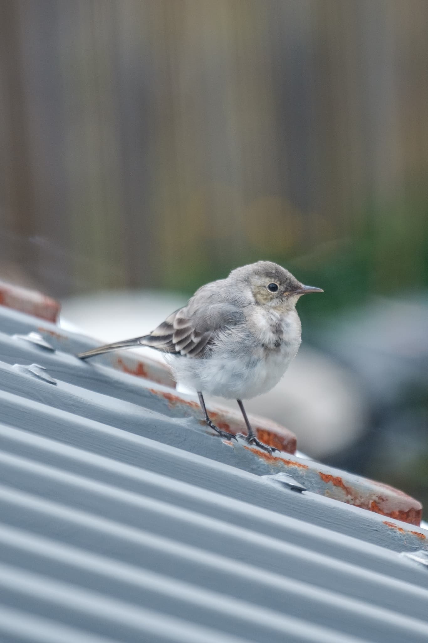 A bird that is a little ball of fluff stands on a rooftop and looks at the photographer.