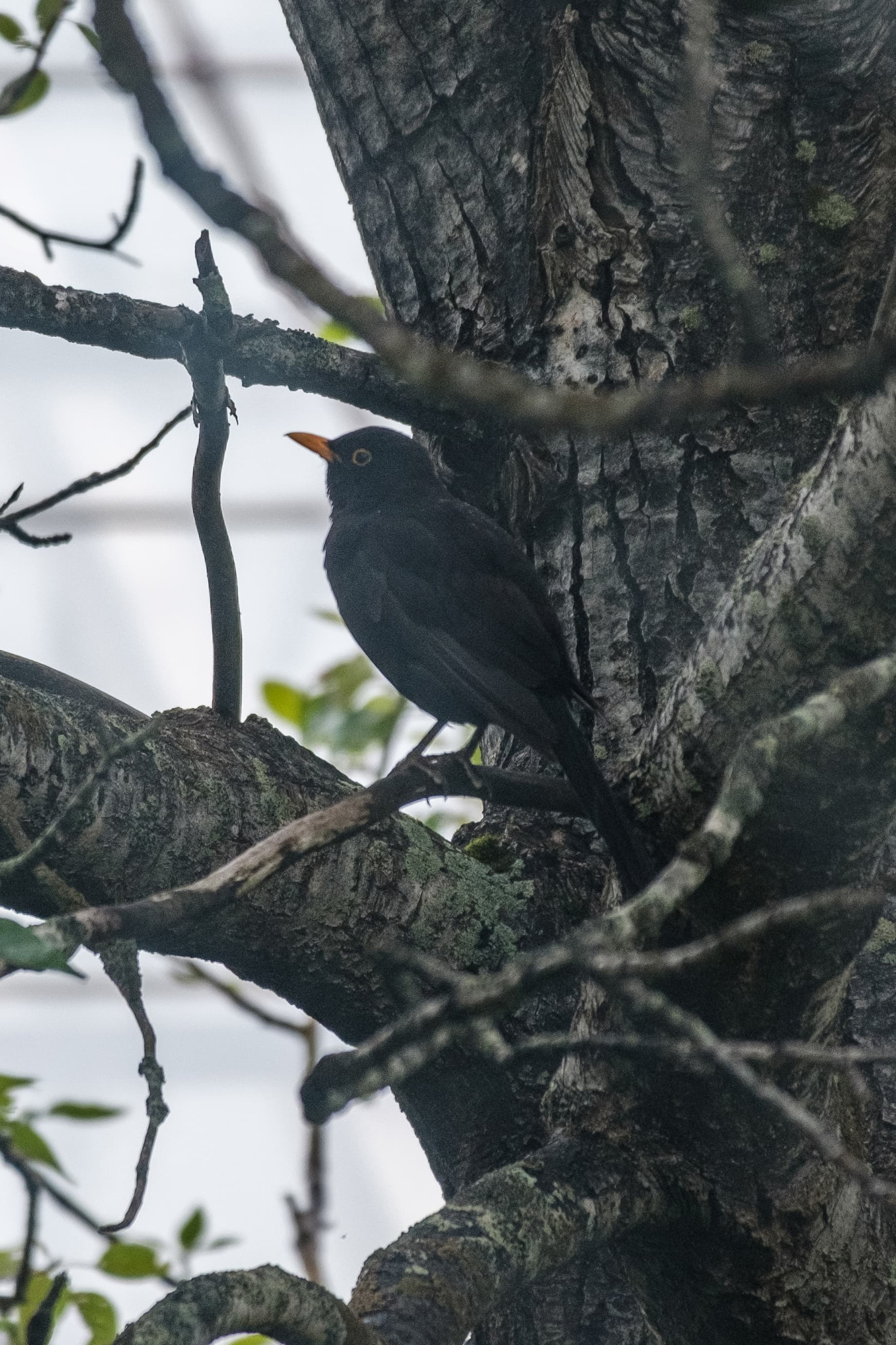 A grainy photograph of a male common blackbird perching in a tree.