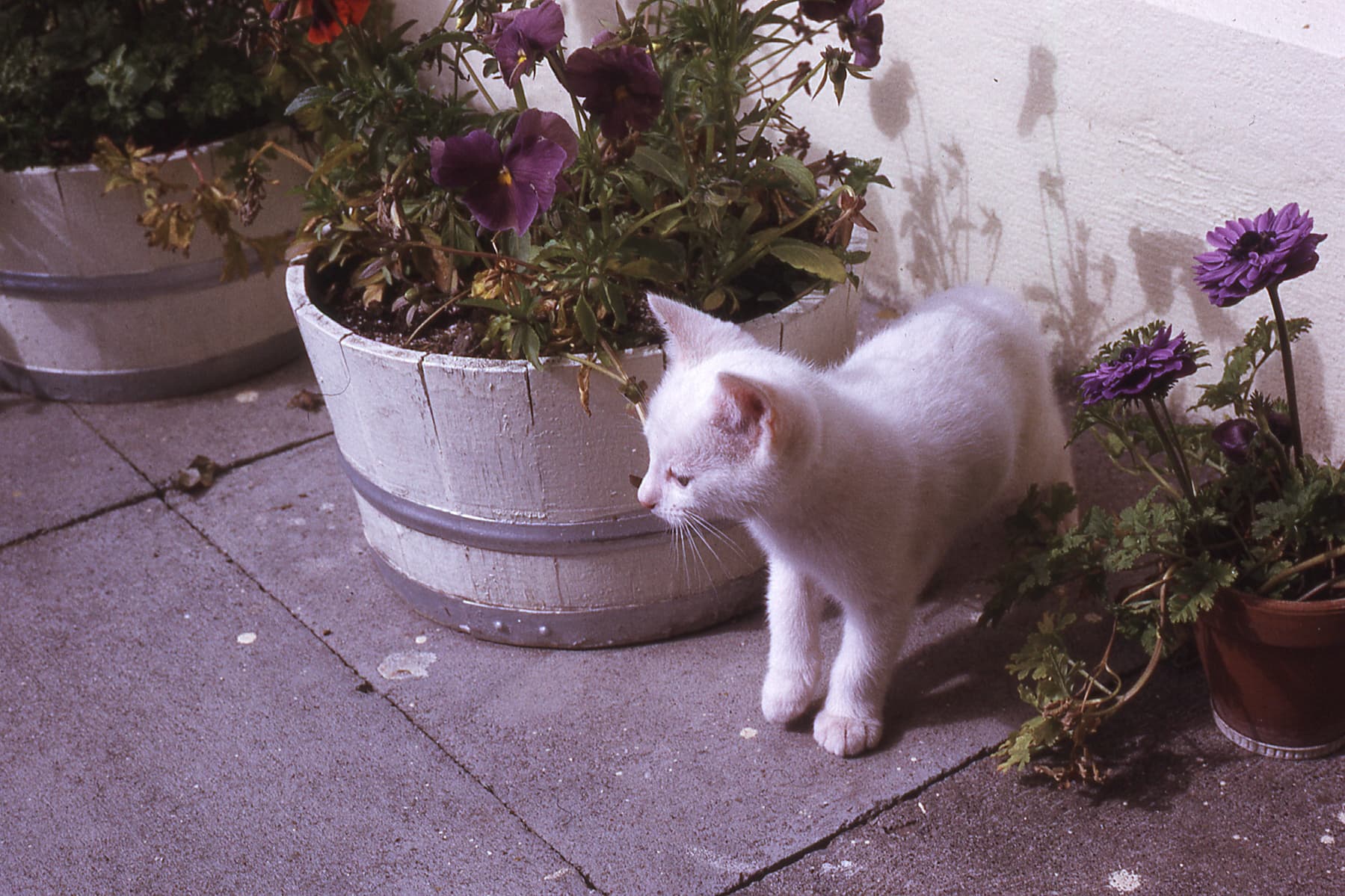 The white kitten stands confident between a pair of outdoor flower pots.