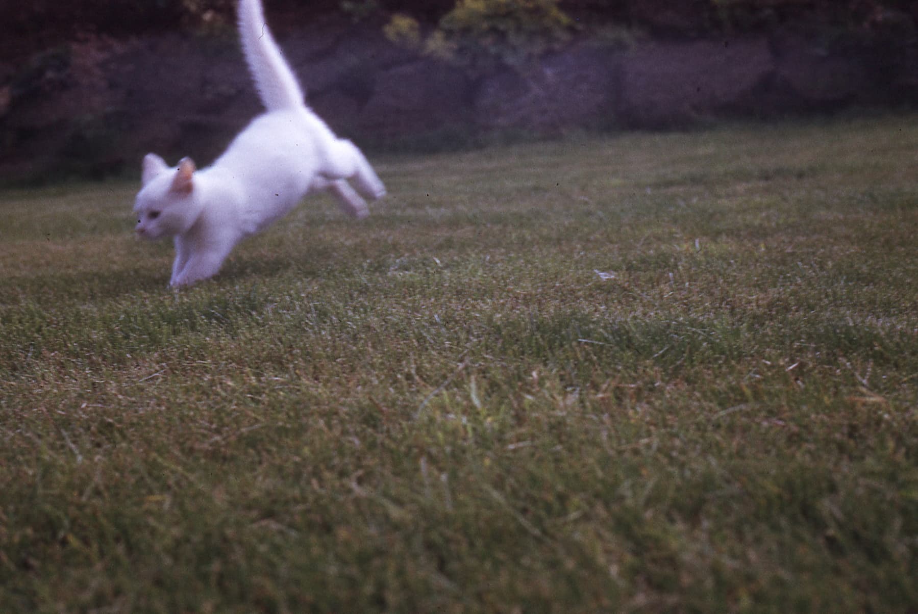That same white kitten appears as a motion blur as it pounces on something on a lawn