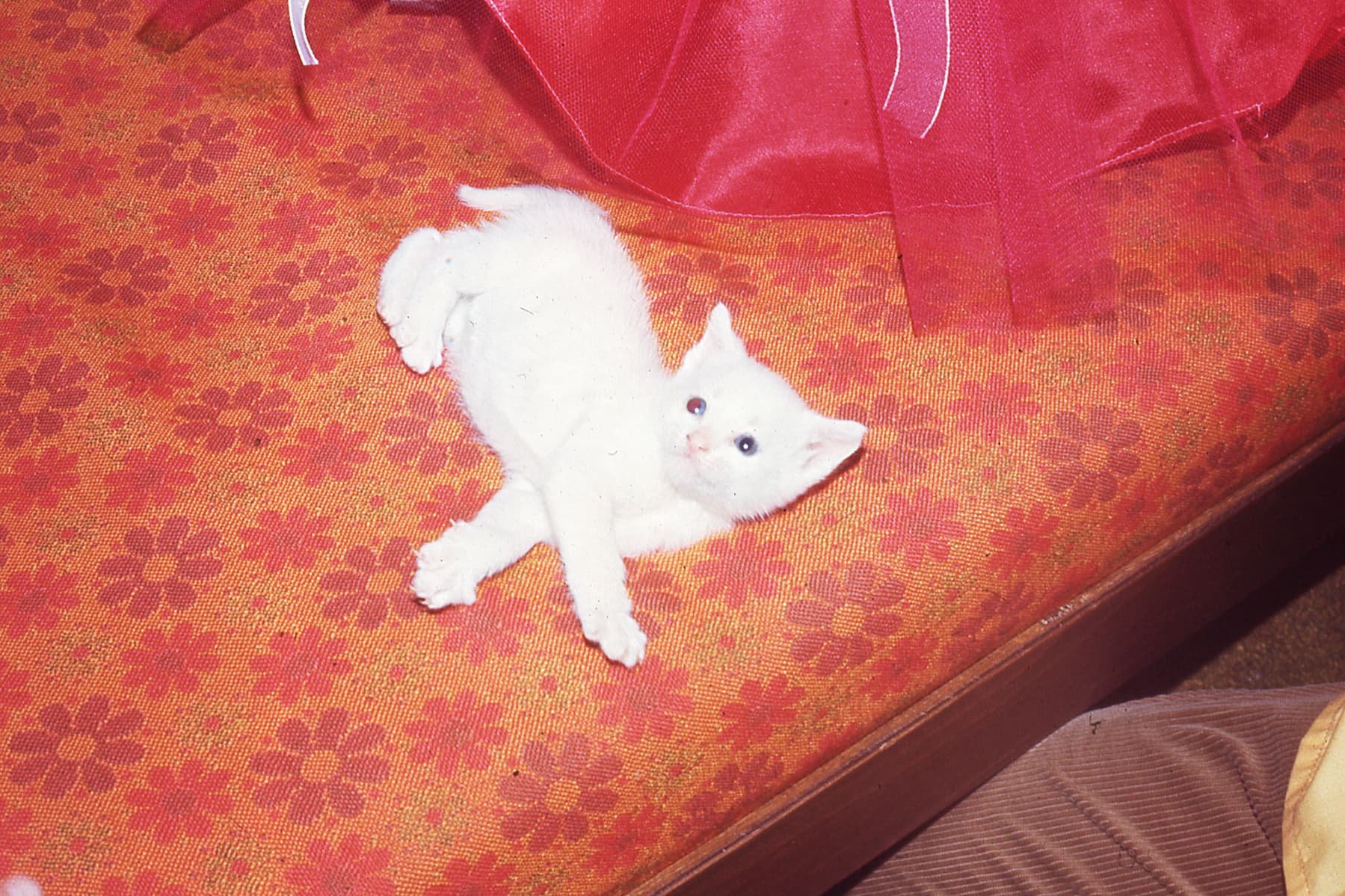 A white kitten lounges on a patterned mattress