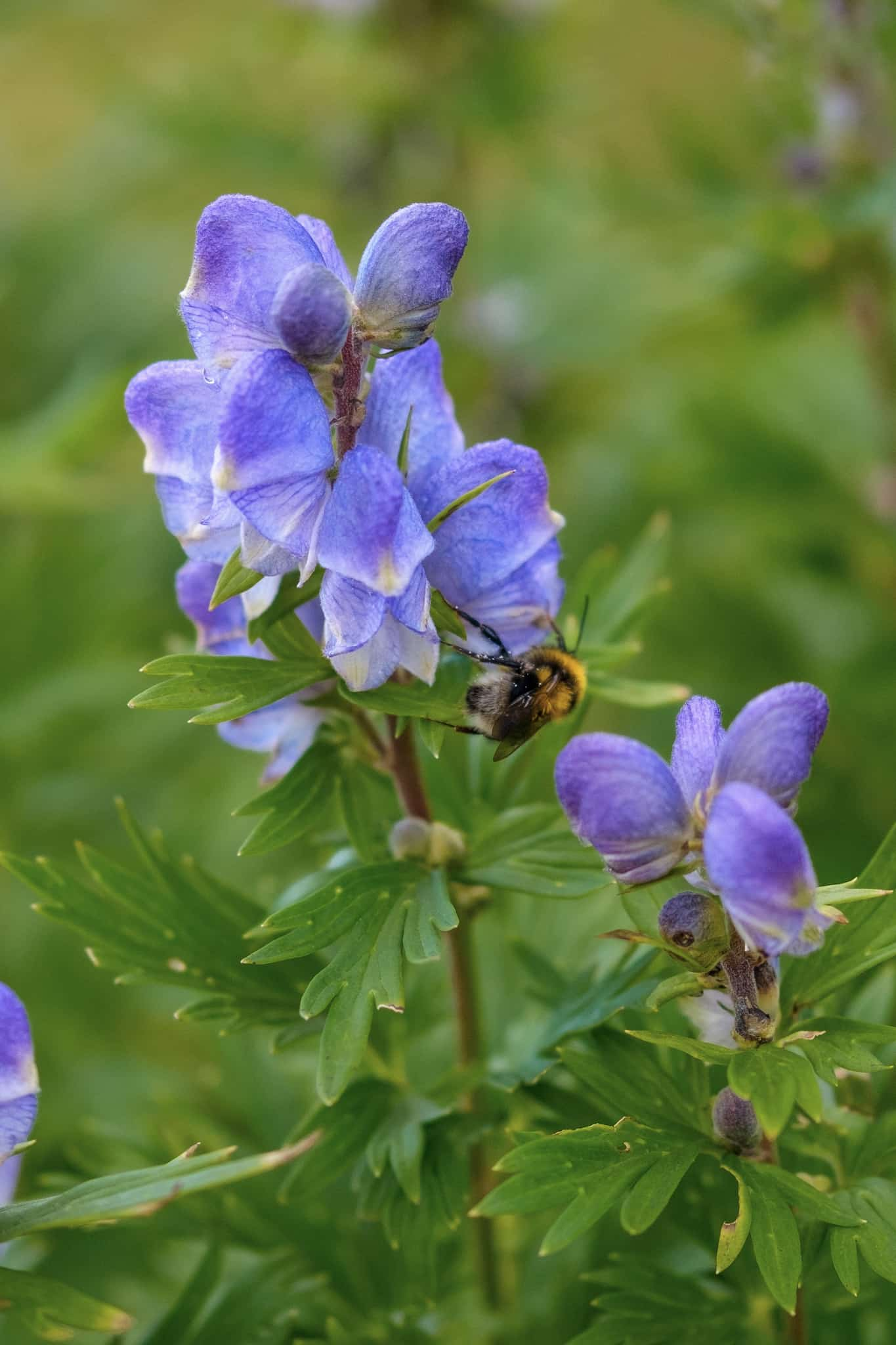 A bumblebee busies itself working a flower, which I think is a violent? I admit I'm going entirely by its colour when I say that.