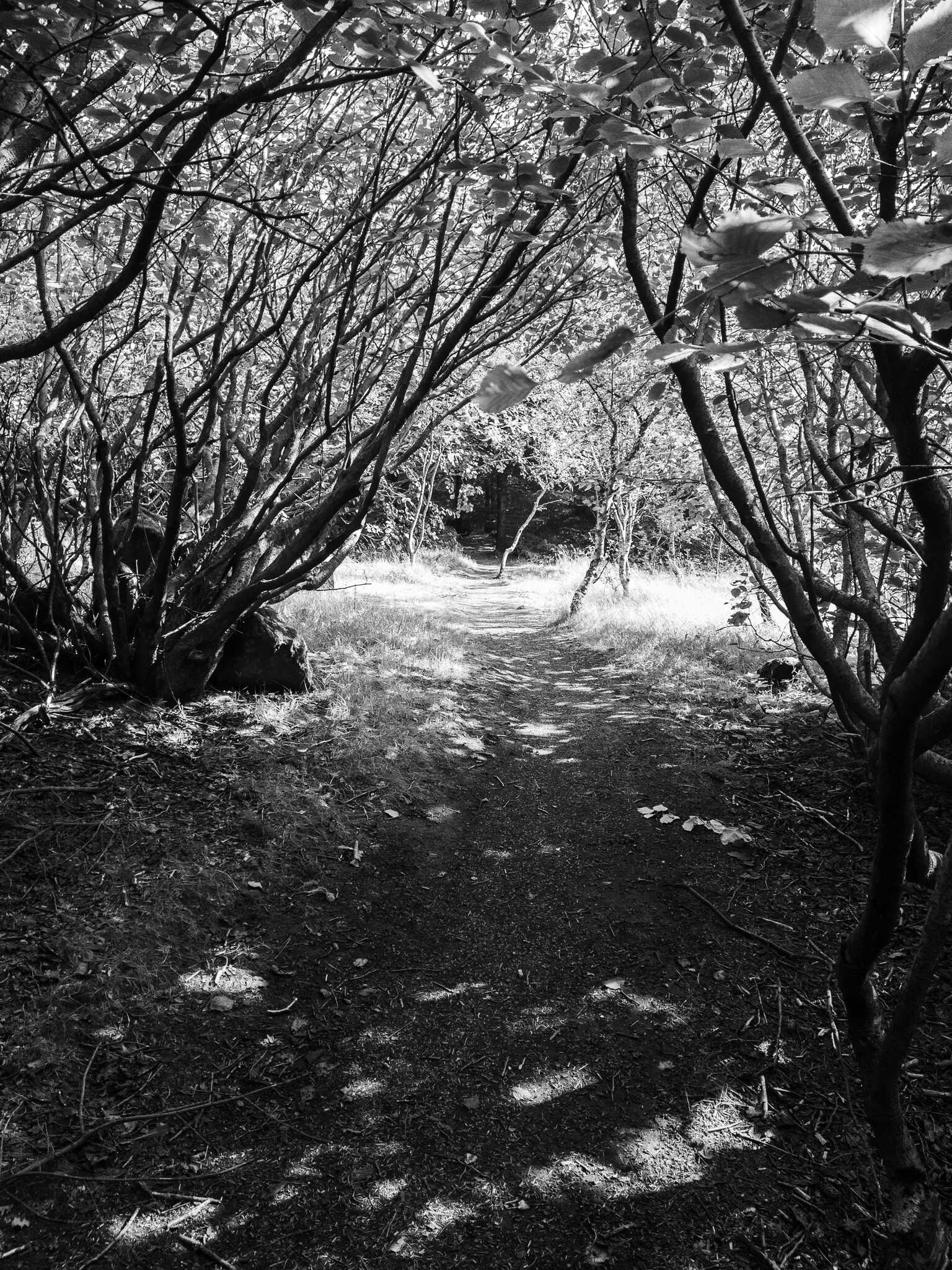 Another view down a path. It looks like a tree tunnel