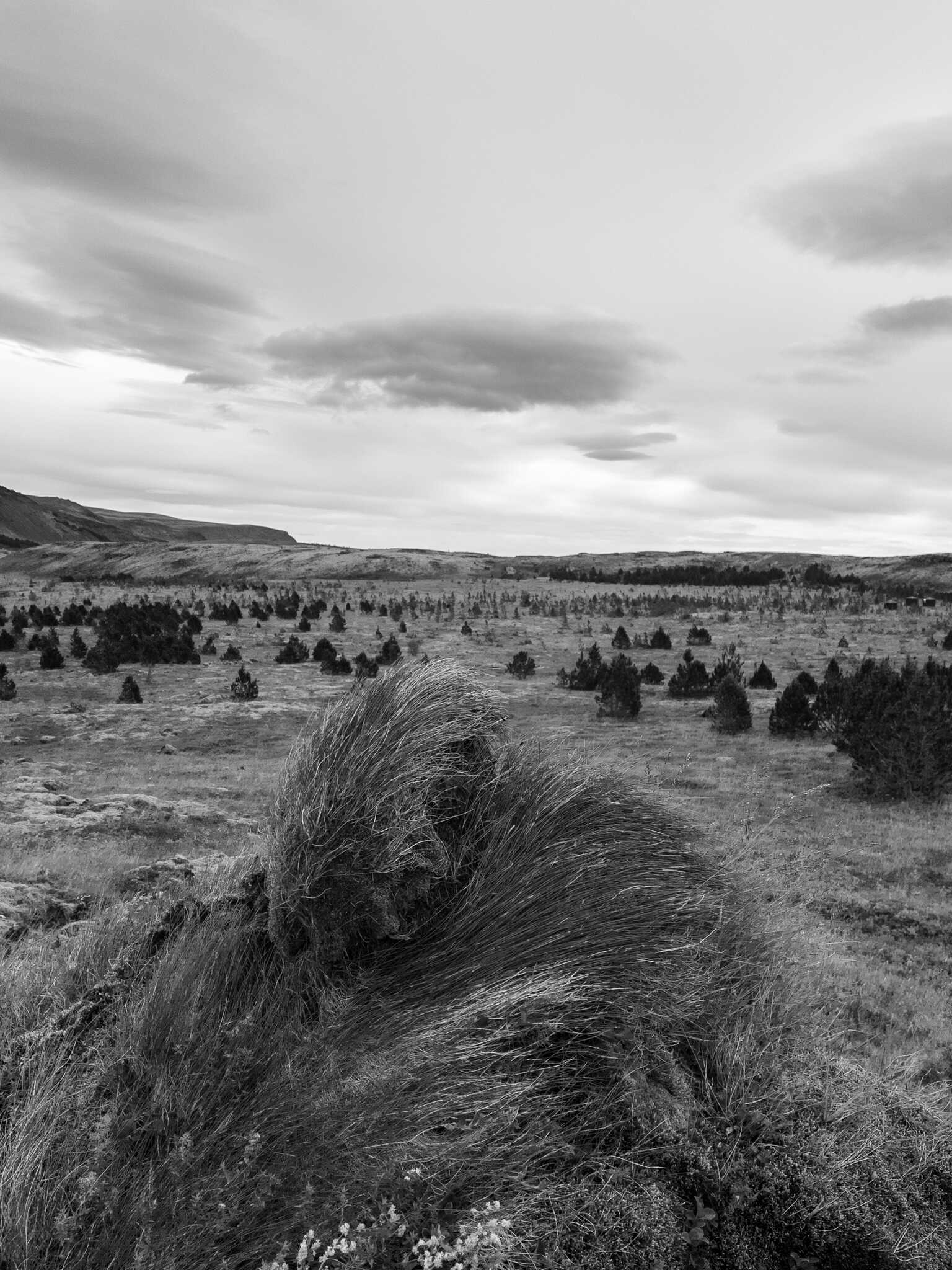 A view over a tuft of grass in Reykjadalur valley. The valley is filled with young trees. One day, this will be a forest.