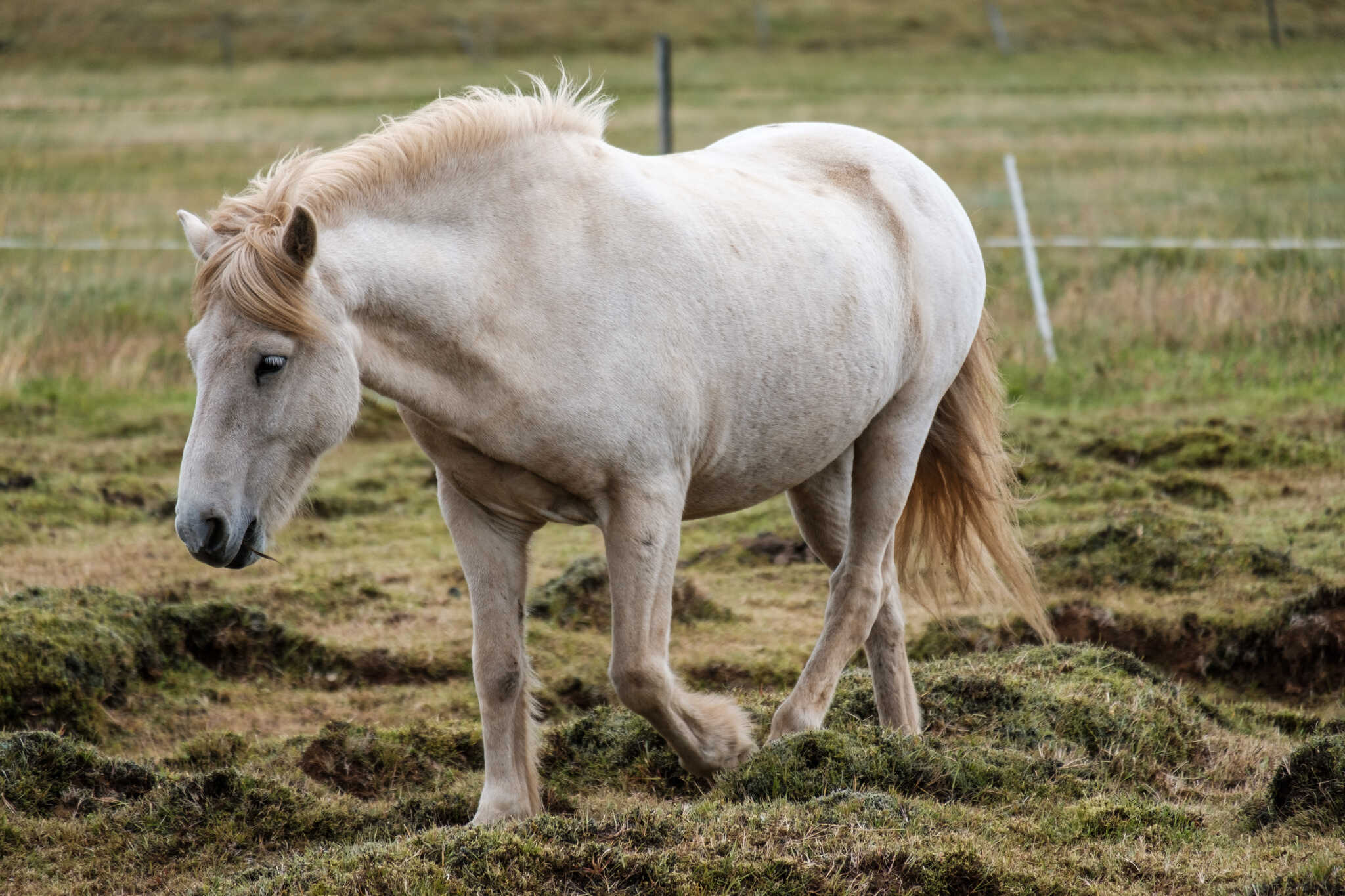 A white Icelandic horse is walking