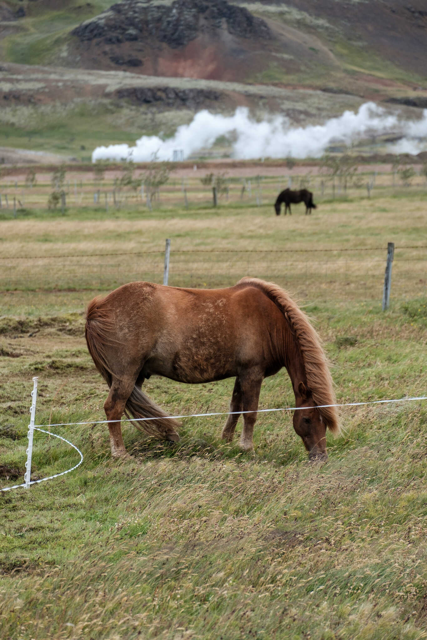 A horse grazing. In the background you can see other horses in the same field. A geothermal well belches out steam.