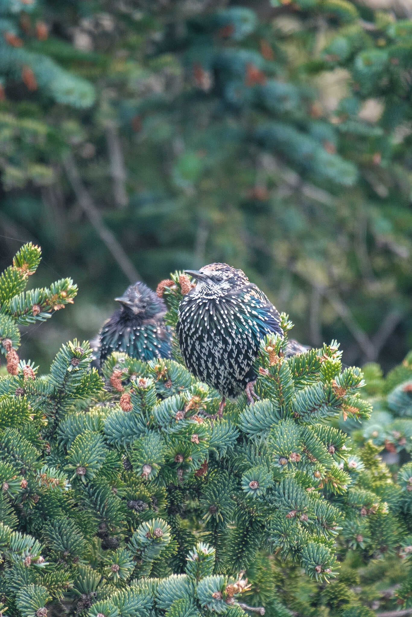 A couple of starlings lounge on an evergreen tree branch