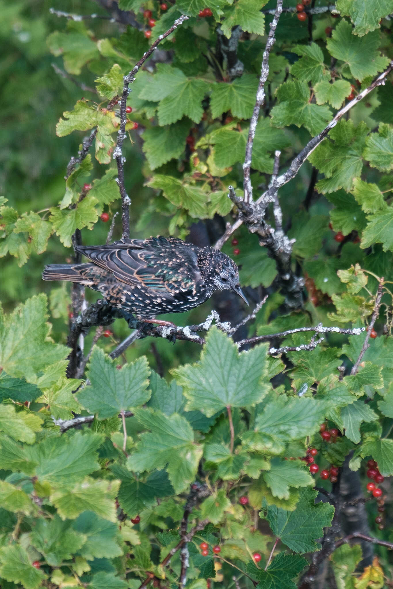 A starling perches on a redcurrant bush branch, about to eat