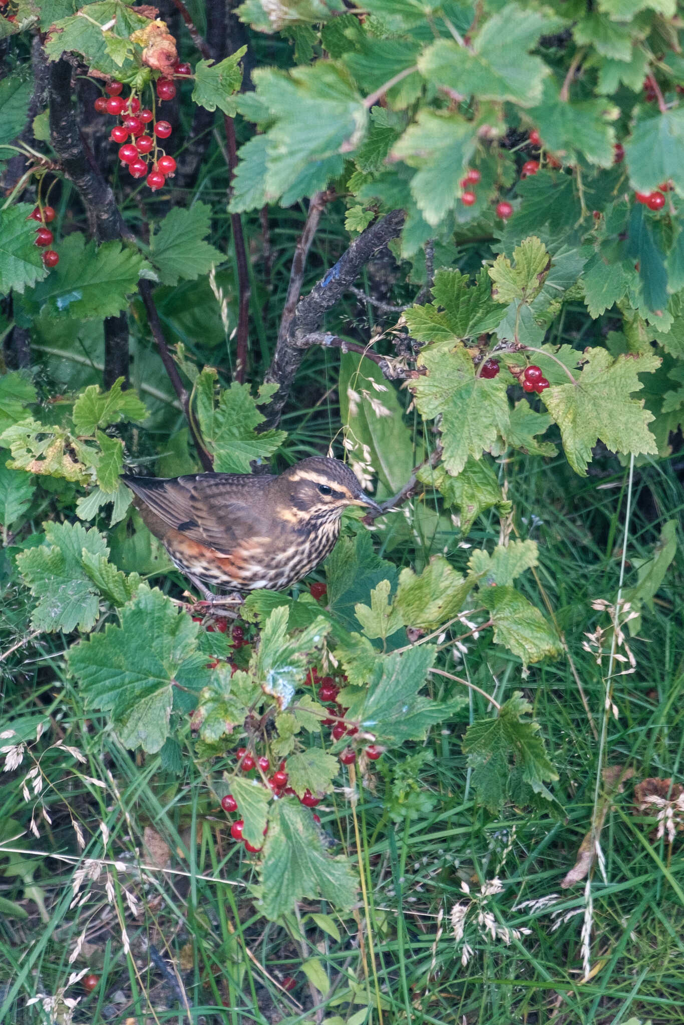 That same redwing in the bush about to dine on some berries