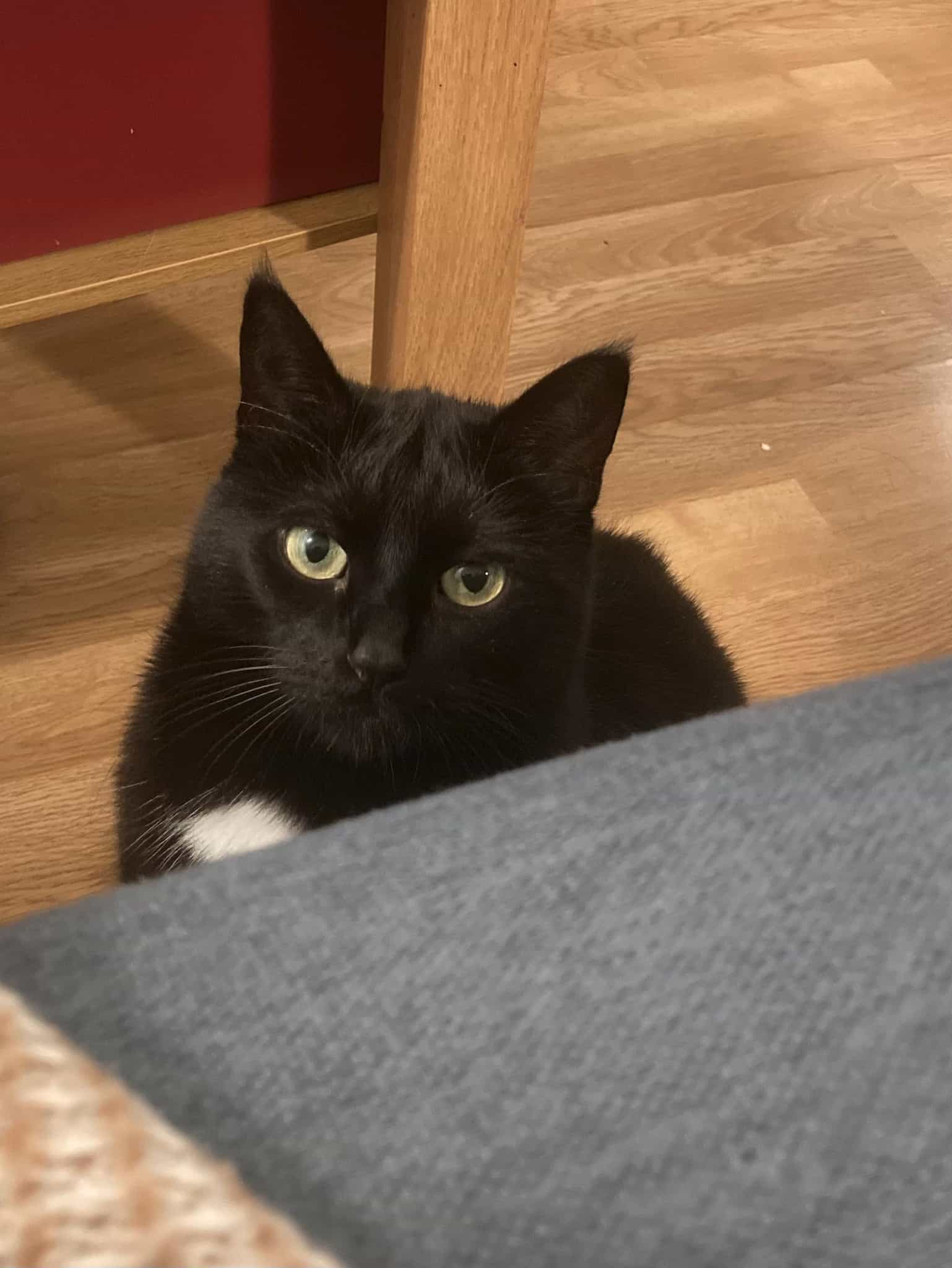 Kolka, a black and white cat, by the sofa staring at the photographer with curiosity