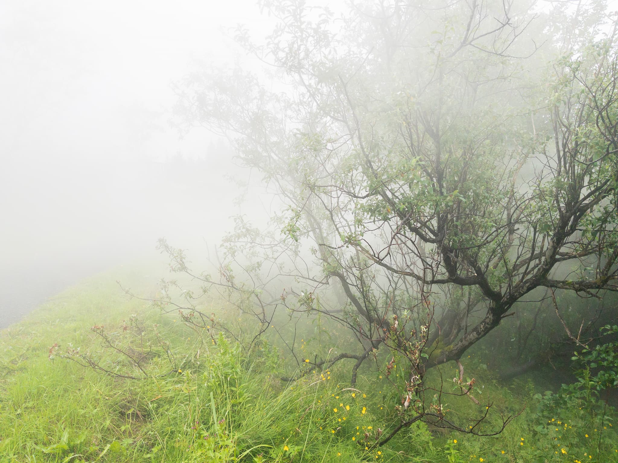 A wider view of that tree wrapped in the steam from a geothermal spring