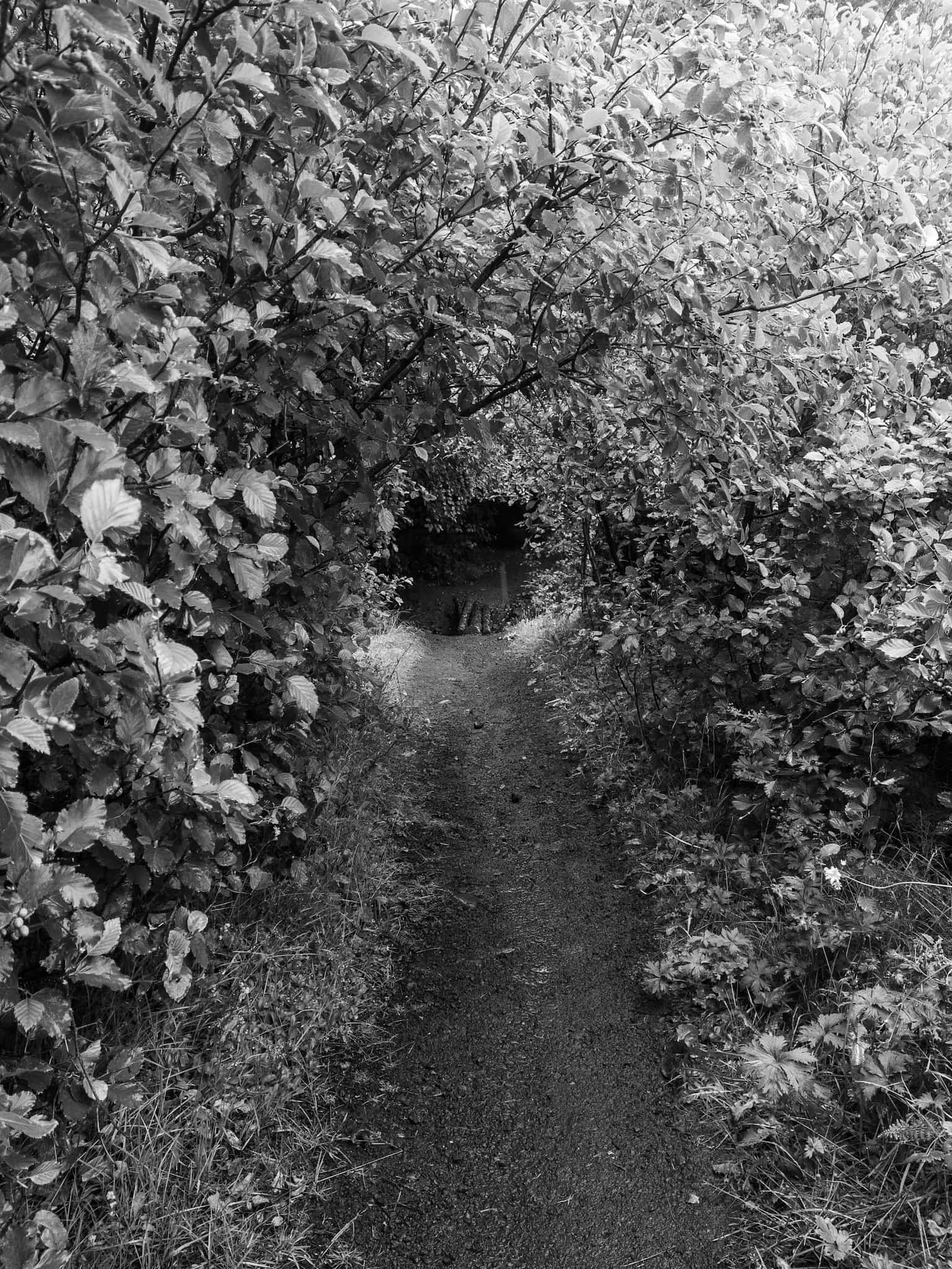 The view of a path down through a tunnel of trees and to a small bridge