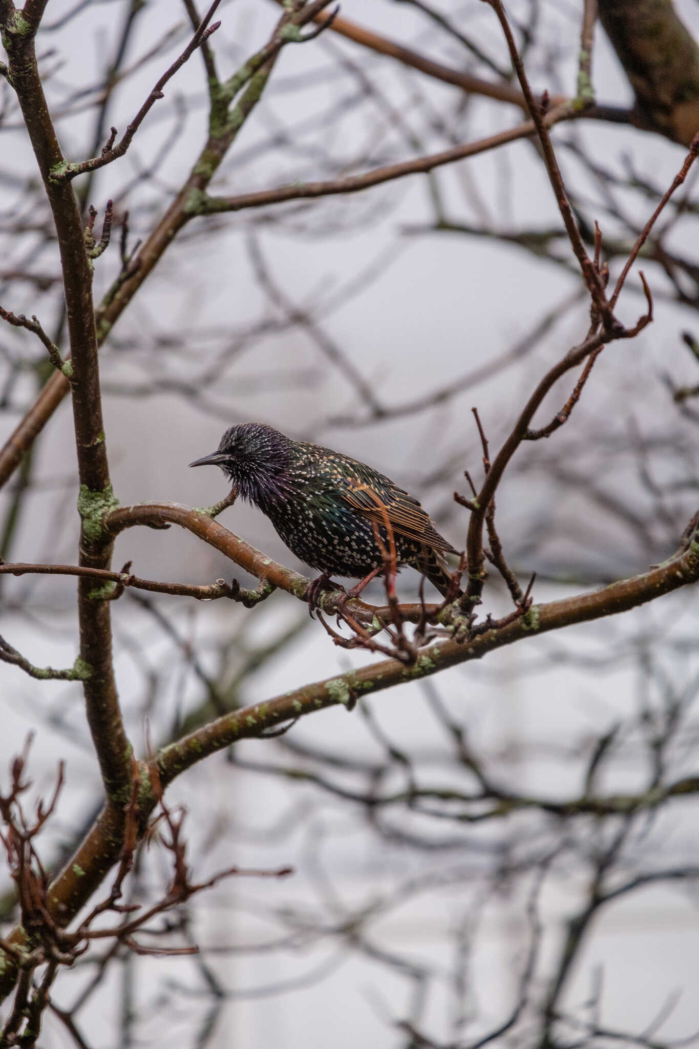 Starling perched on a bare branch, arching its neck to look at something.