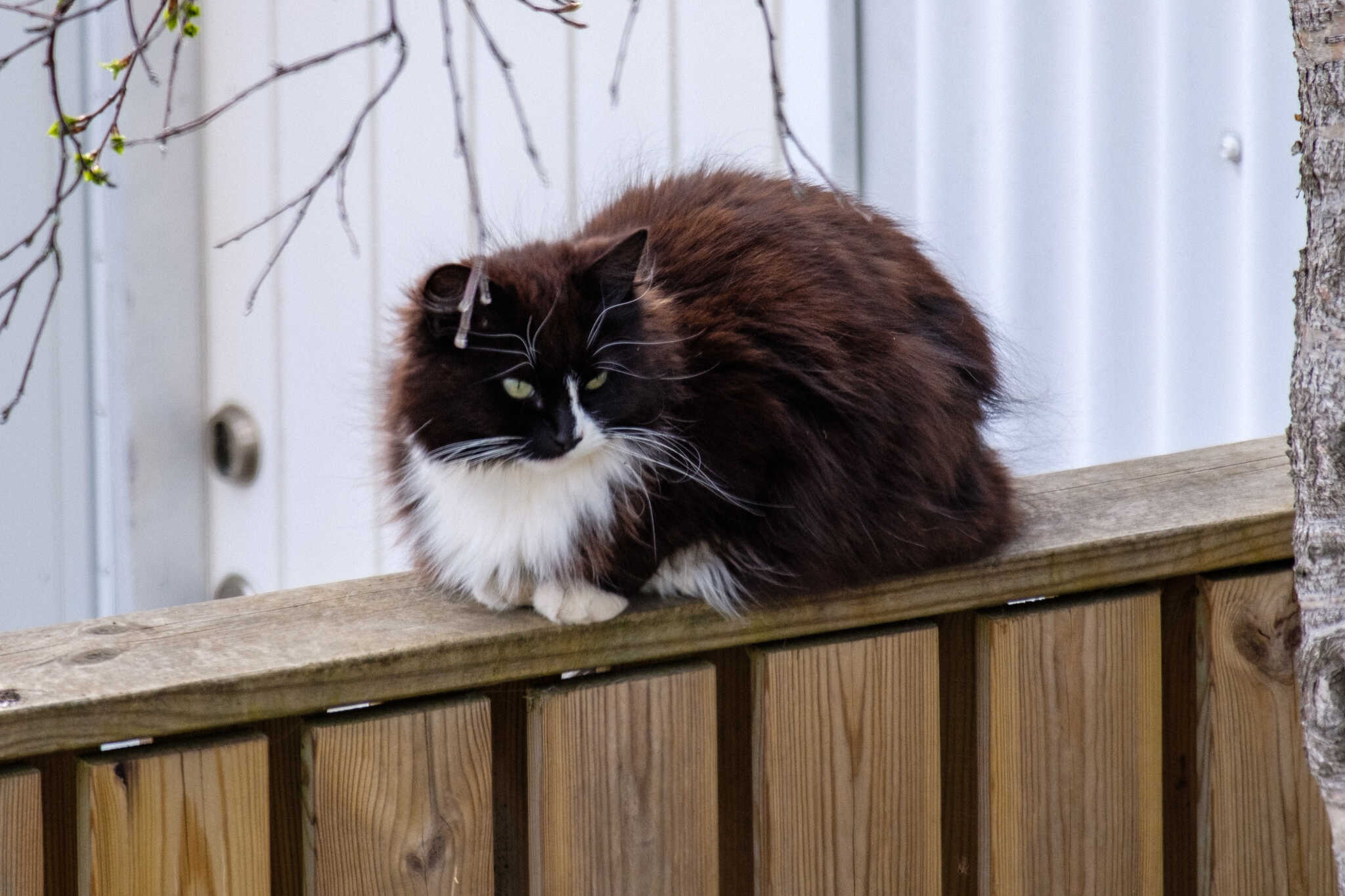 A small black and white cat loafing on a fence