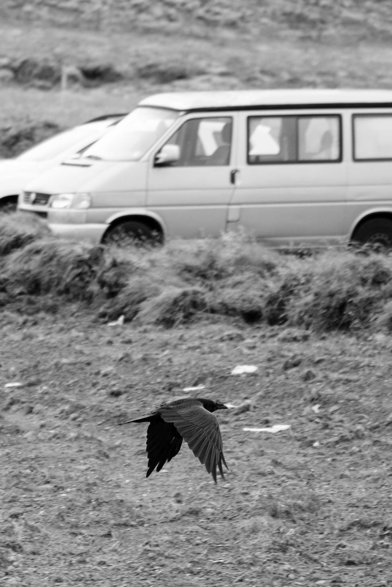 A raven swoops past a parking lot