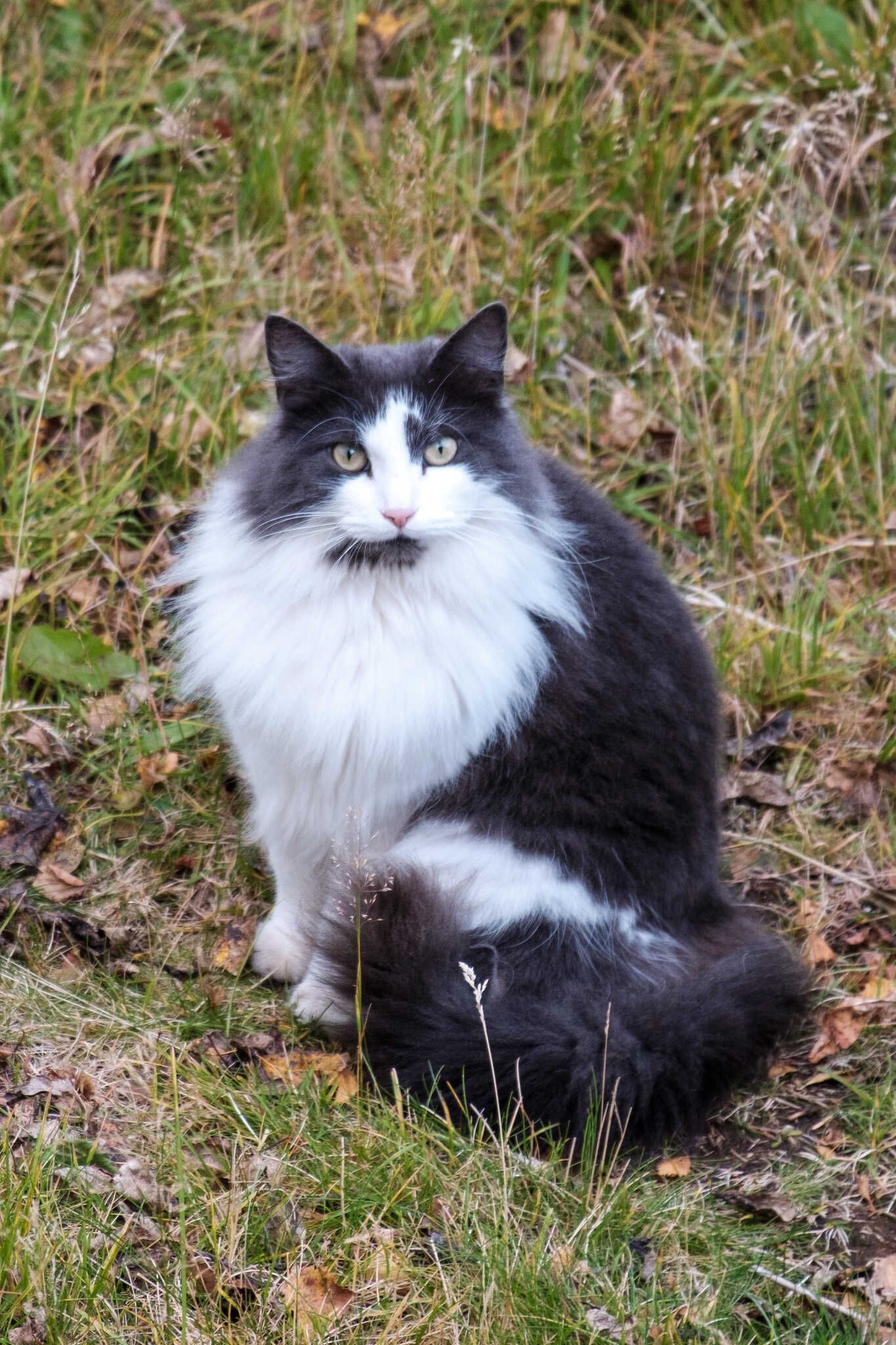 That same grey and white cat sitting on a yellowing lawn, looking up at the photographer.