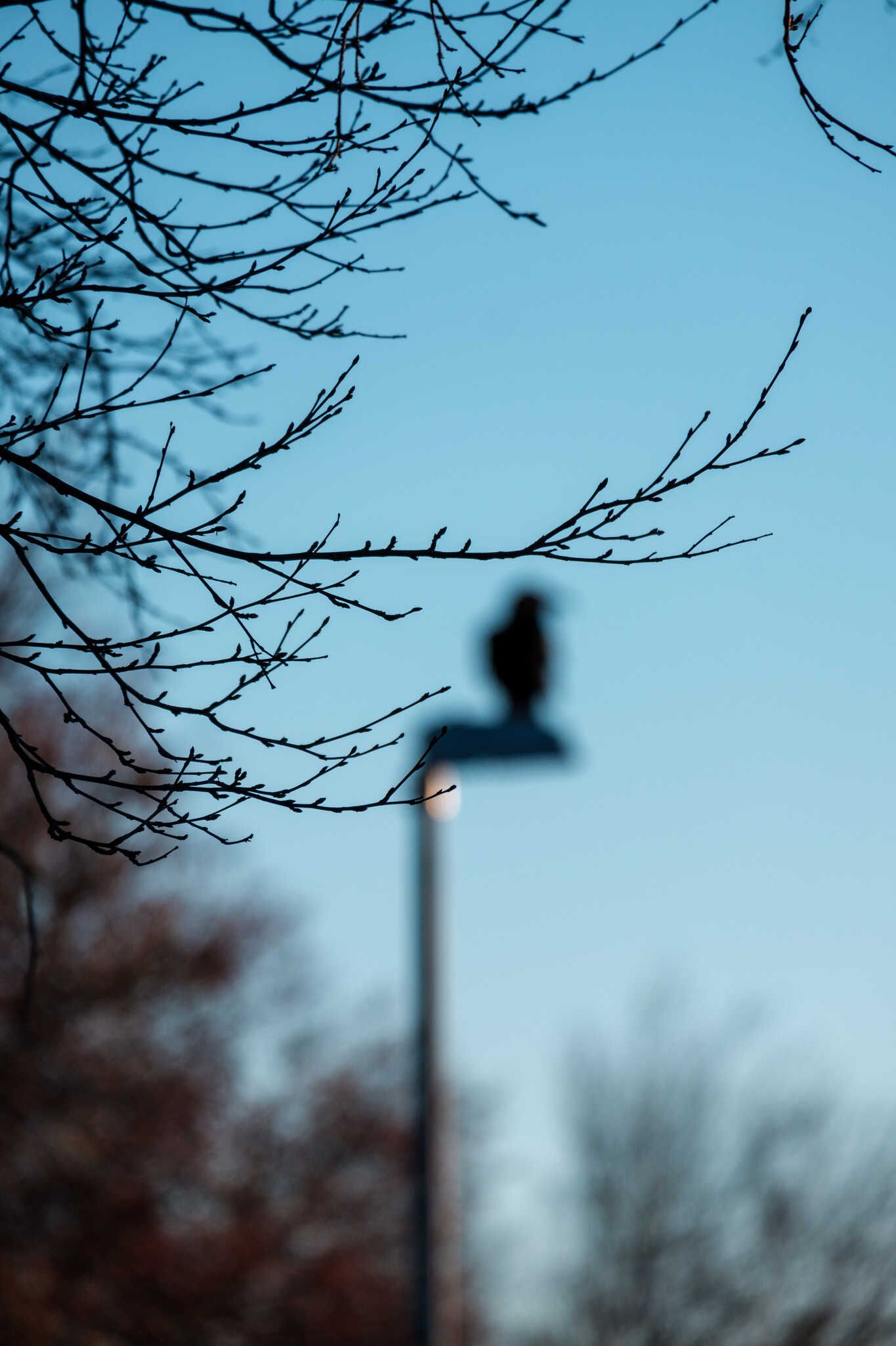 A photo of tree branches, but in the background you see the out of focus silhouette of a raven on a streetlight.