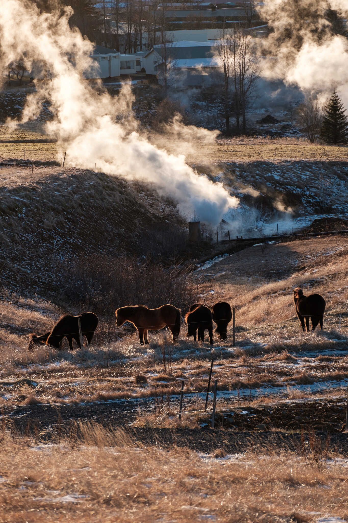 A group of horses graze. Behind them steam rises from a geothermal spring