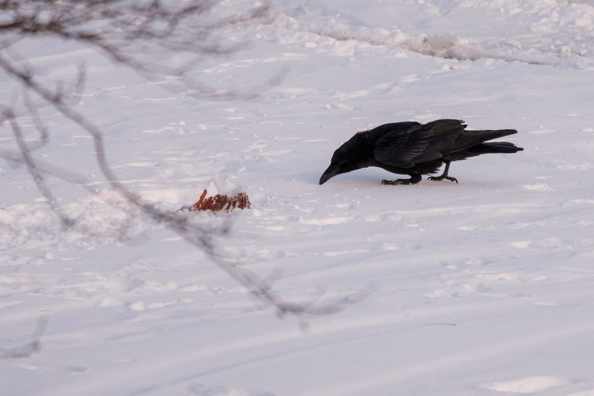 A raven inspects what looks like lamb ribs in the snow