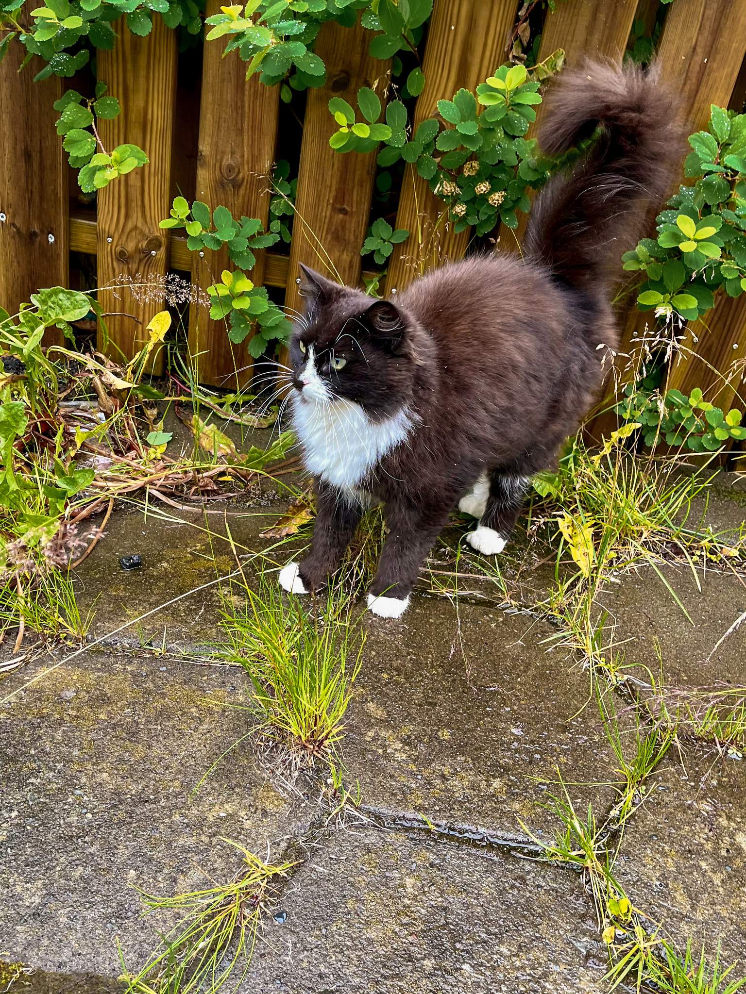 The friendly neighbourhood black and white cat doesn’t mind the wet pavement.