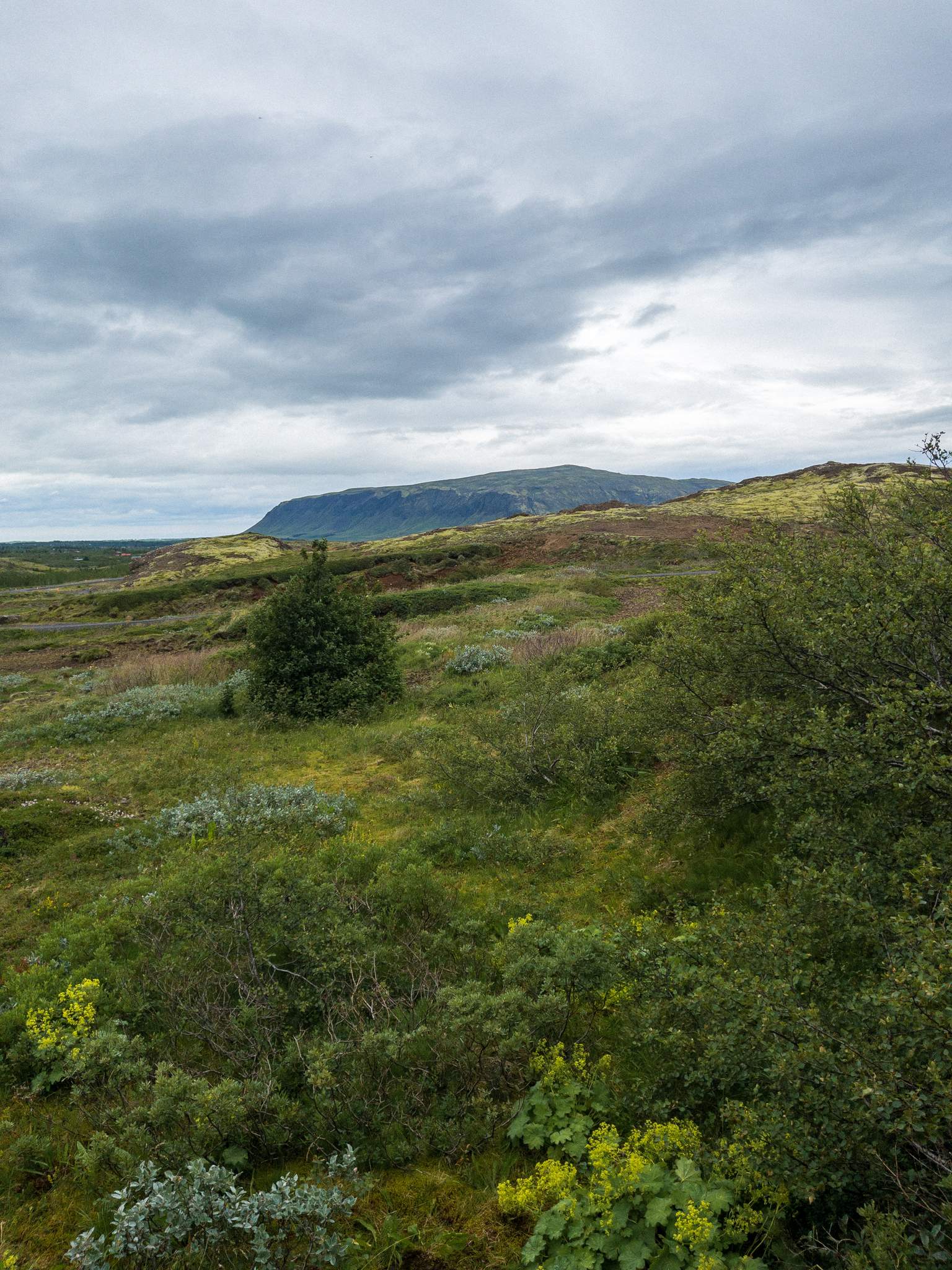 A view from the family cabin. Mossy grass and shrubbery cover the landscape. There is a tree and a mountain.