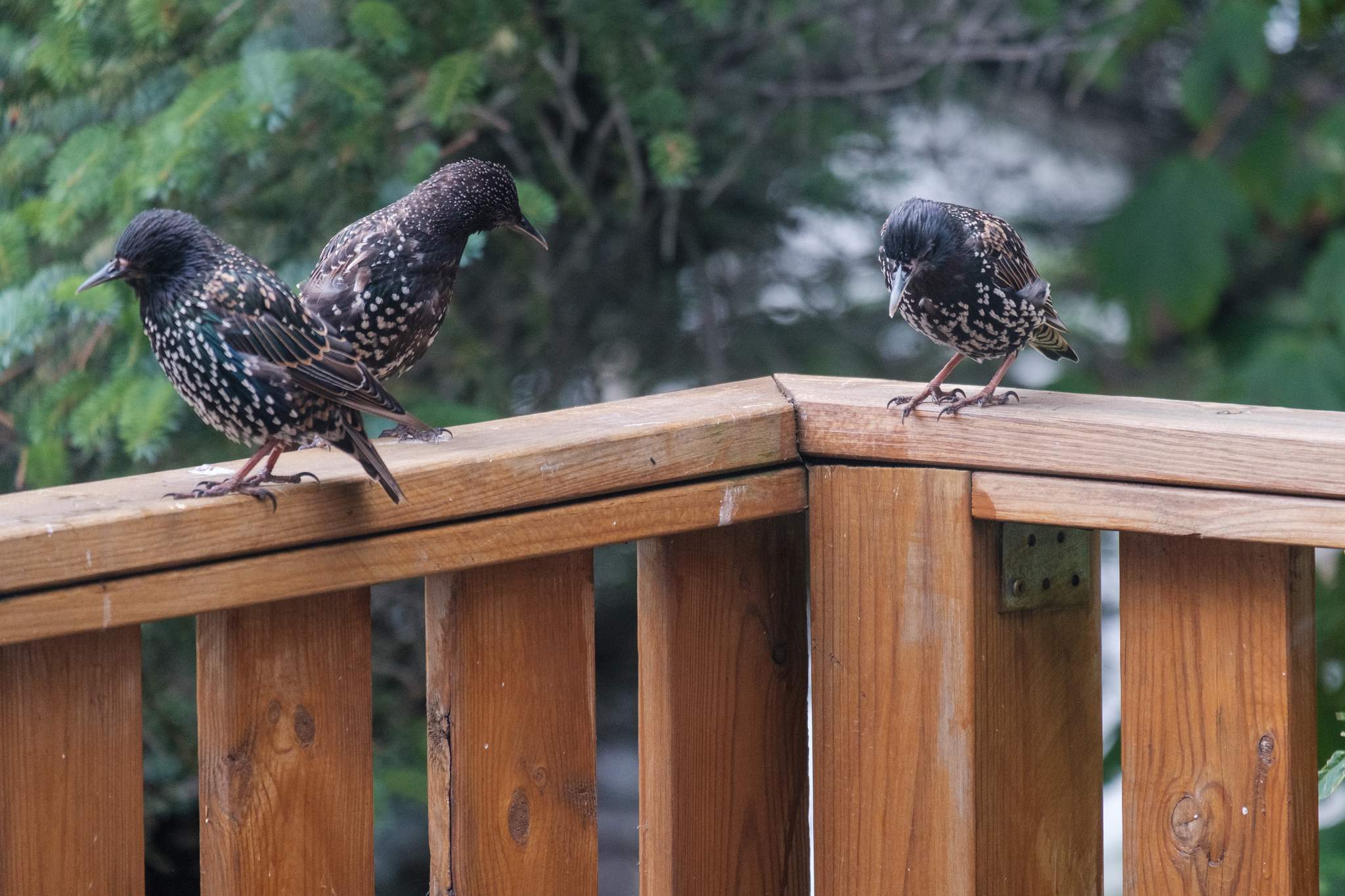 Starlings congregate on my balcony railing