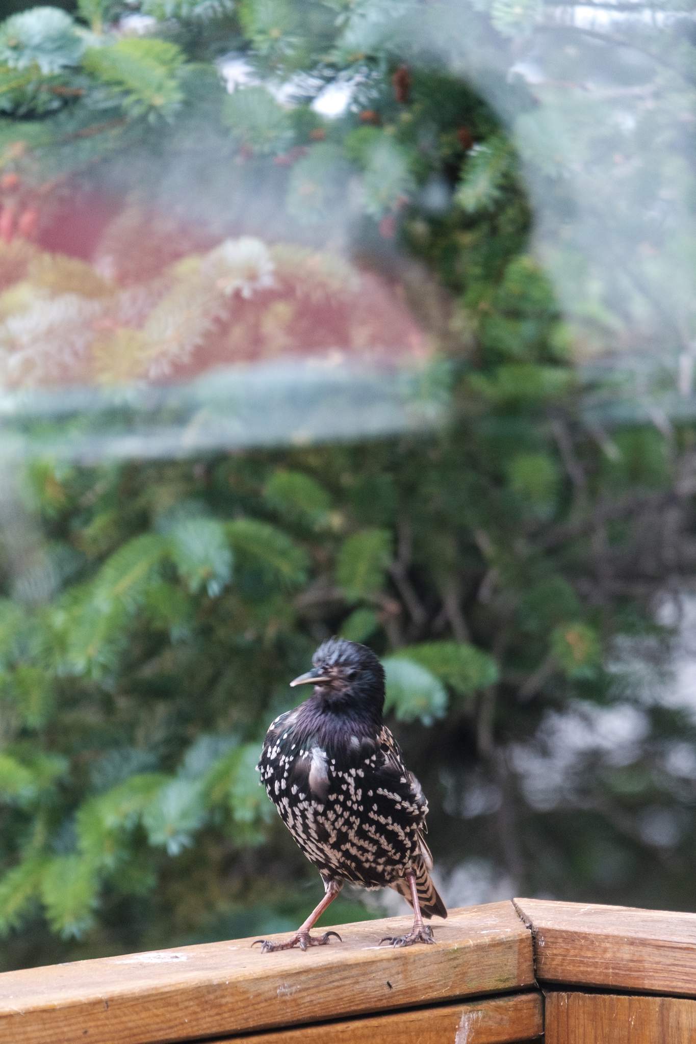 A starling looks down at the balcony. Reflected in the glass is a glimpse of my other window.