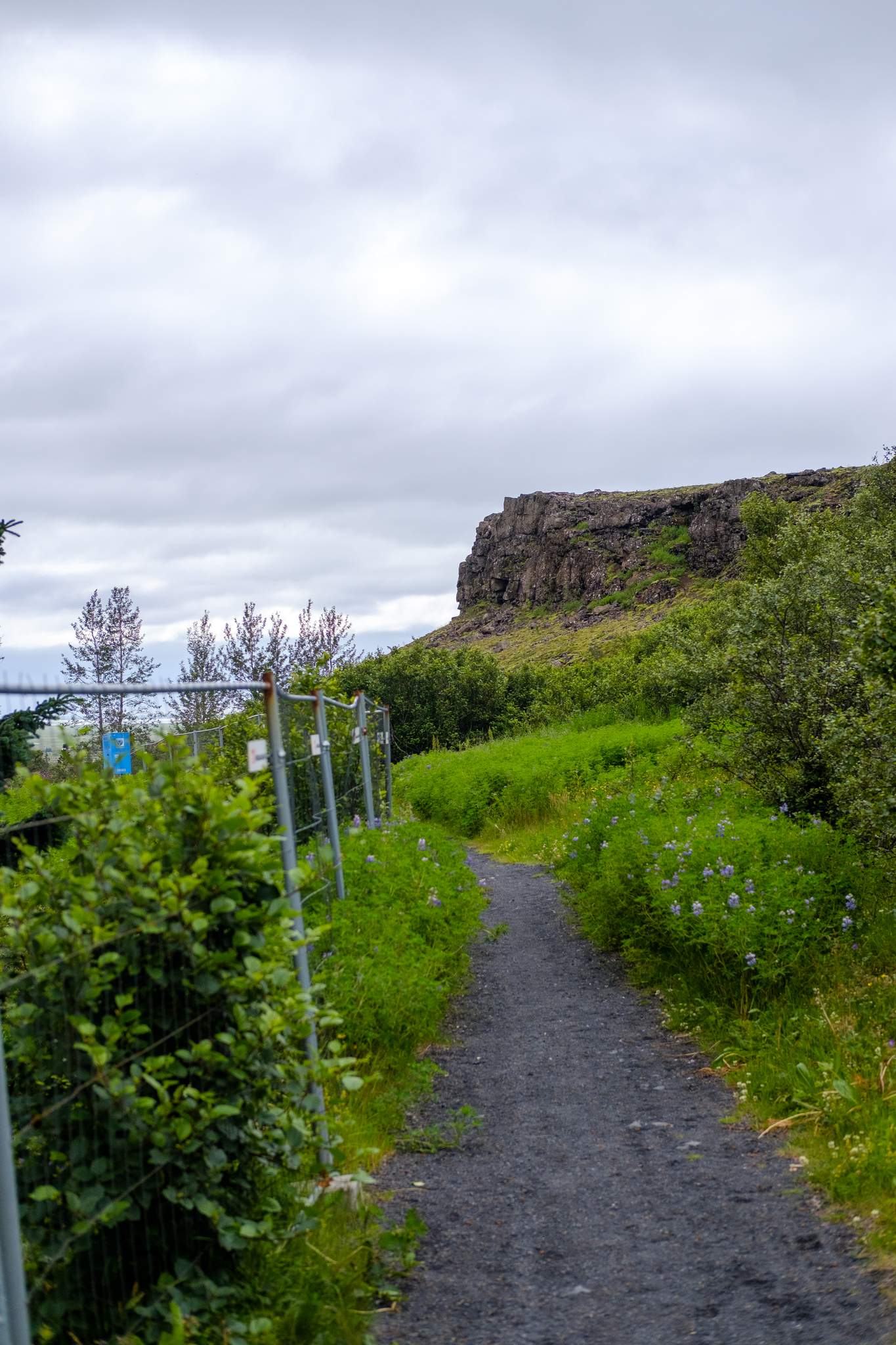 A footpath. On one side, trees and a cliff. On the other a chain link fence.