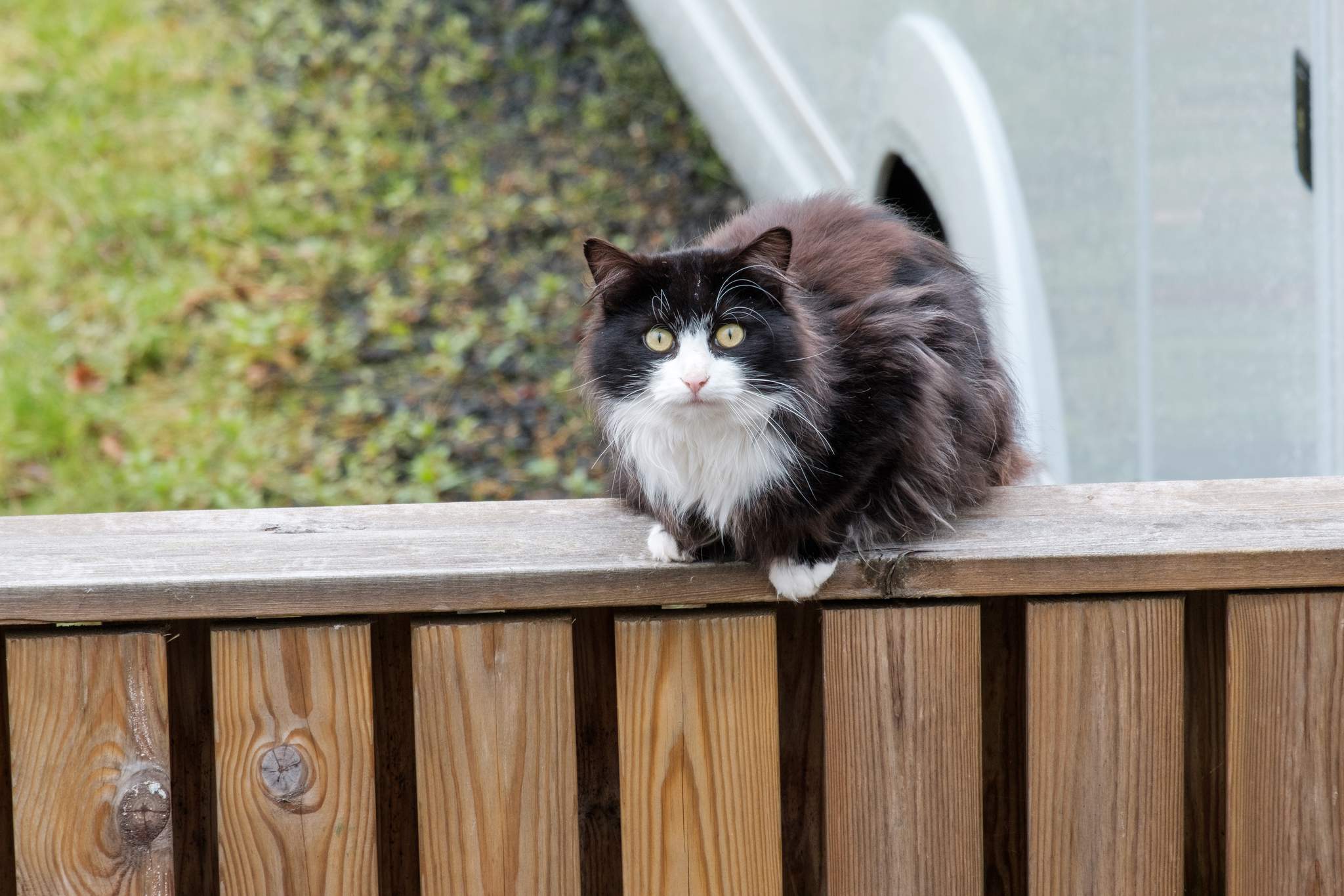 The friendly neighbourhood cat stares up at the photographer while loafing on a fence.