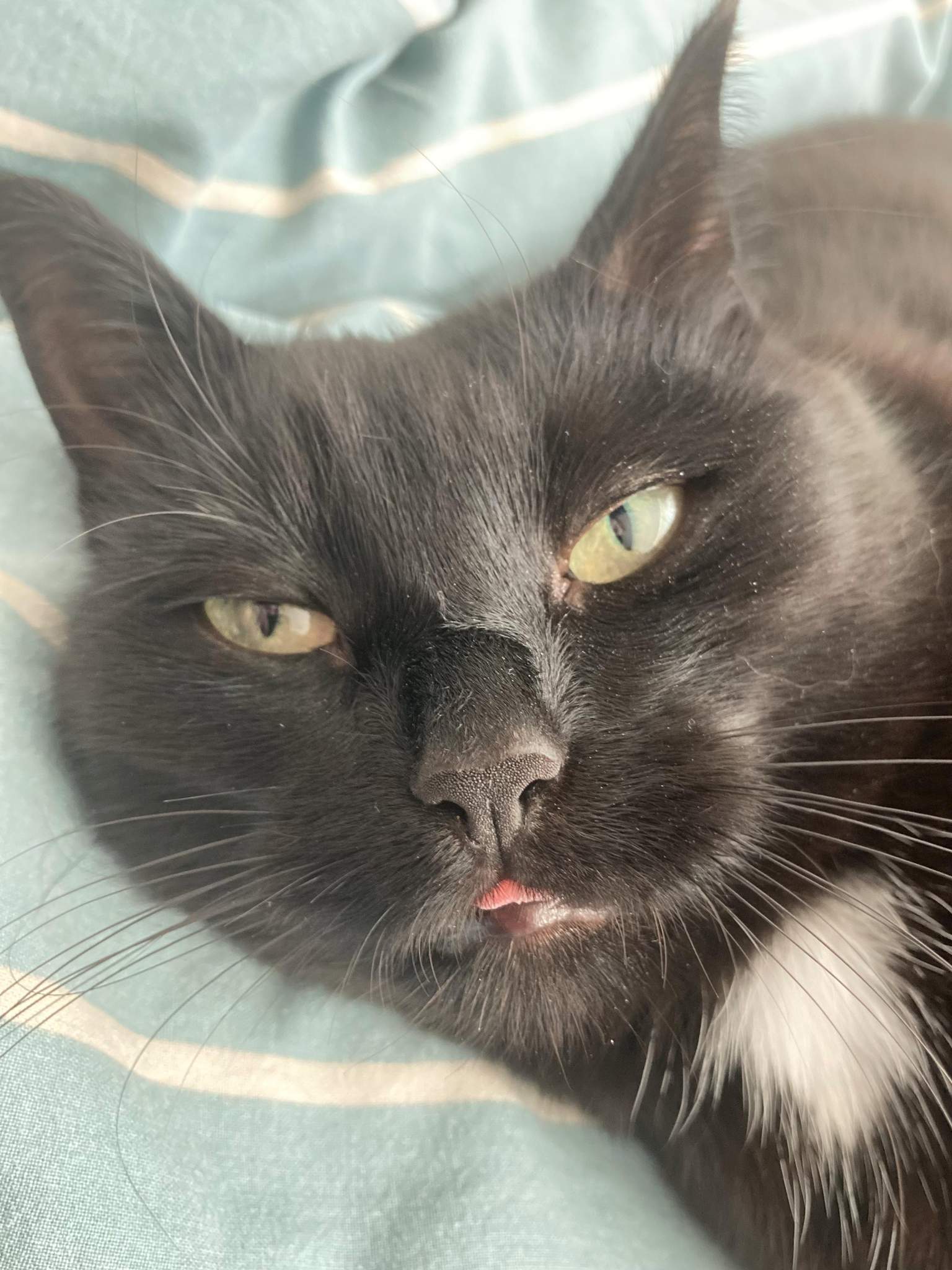 Kolka. A black cat. Blepping masterfully.