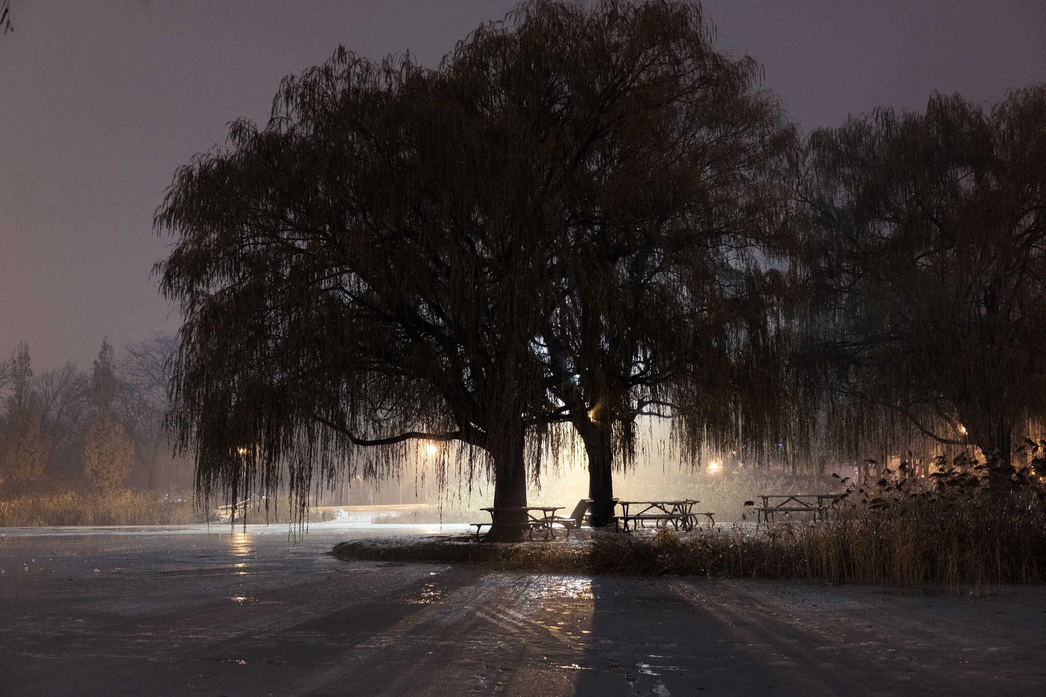 The winter photo is of mist over a frozen pond surrounding a dark tree. The park’s floodlights give the scene an eerie glow.