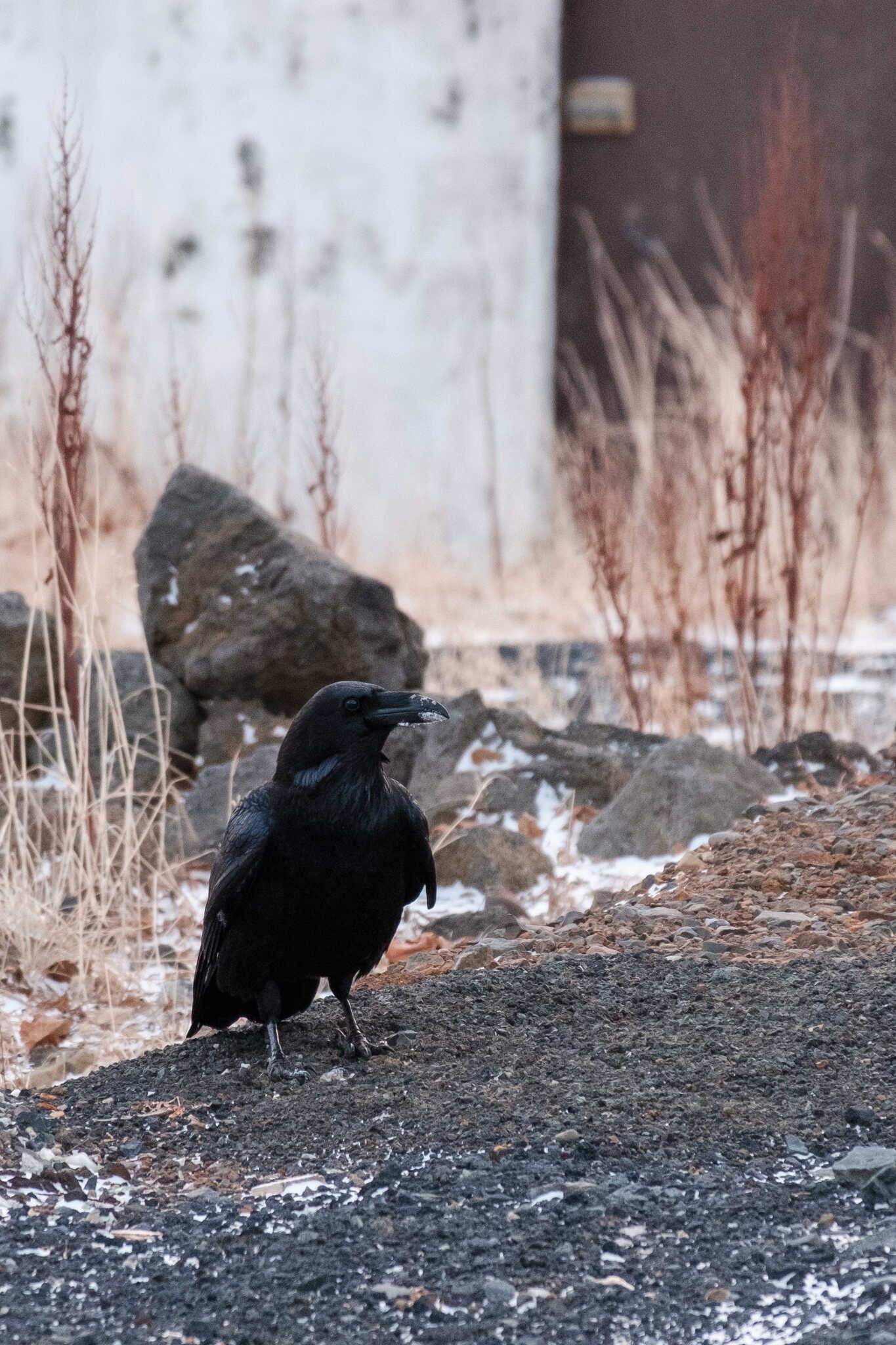 A raven with snow on its beak as it had just been poking through some snow